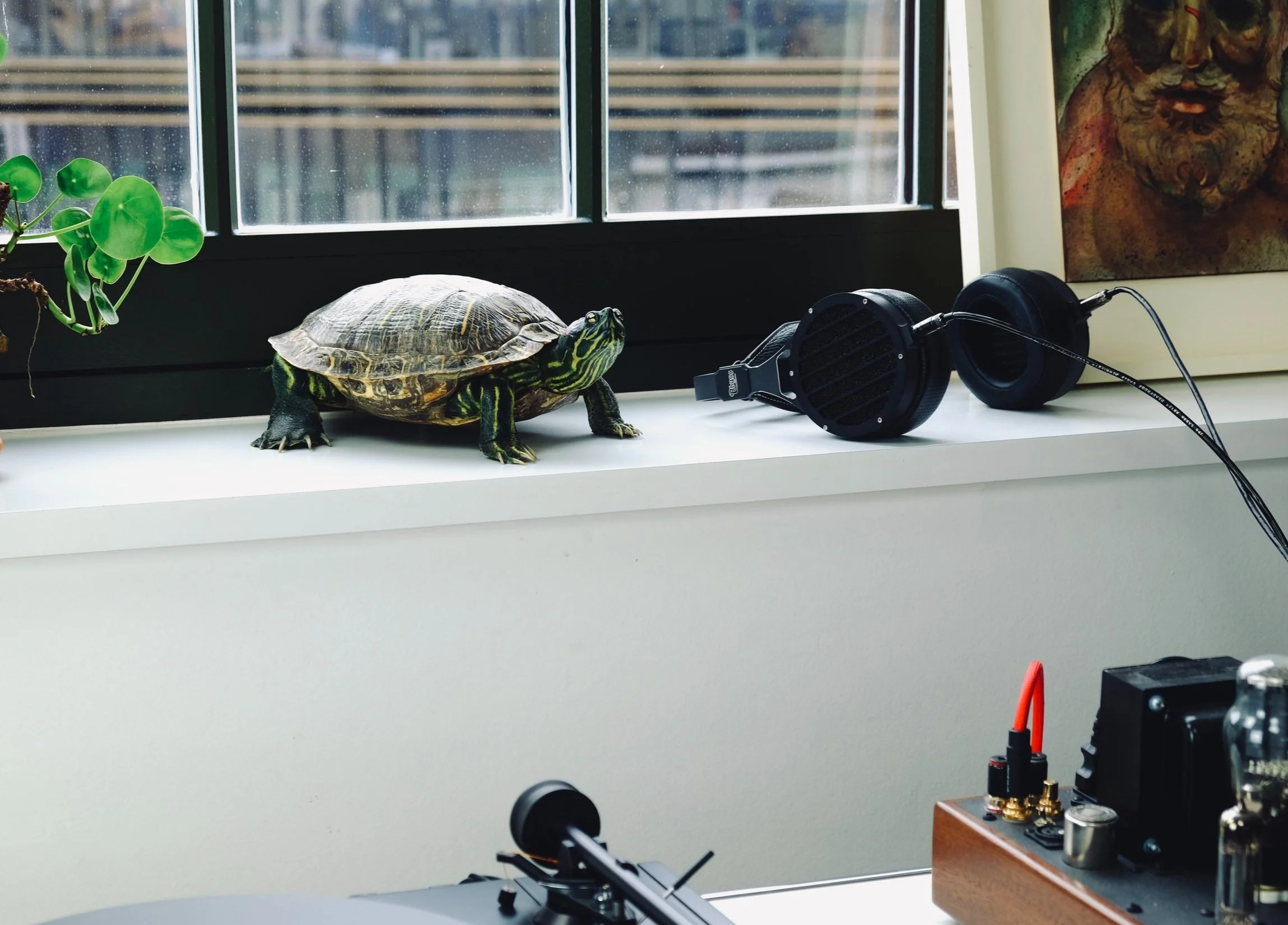 taxidermie schildpad