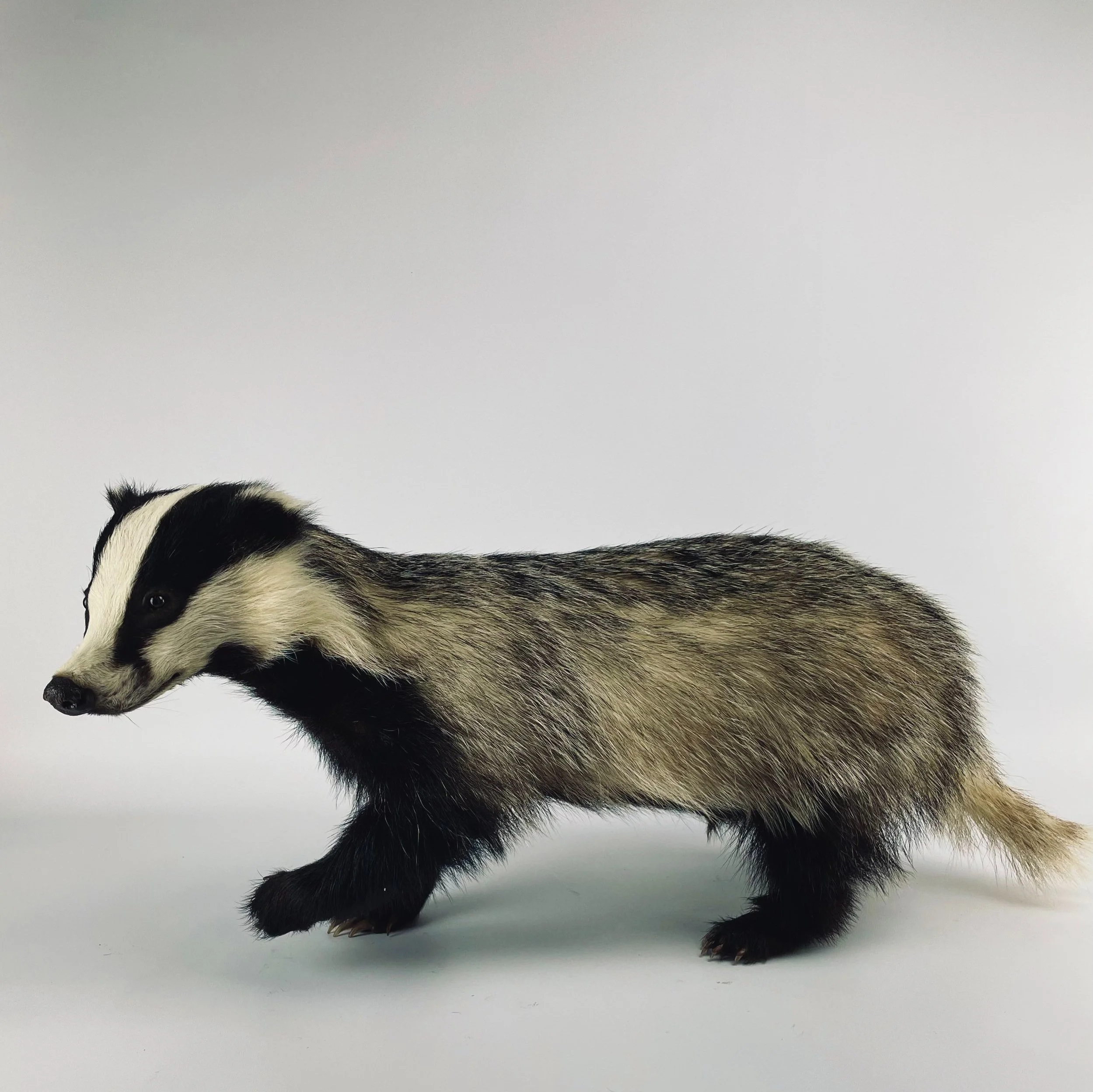 Quality taxidermy of badger - unique stuffed animals by Katja Guilini - Belgium