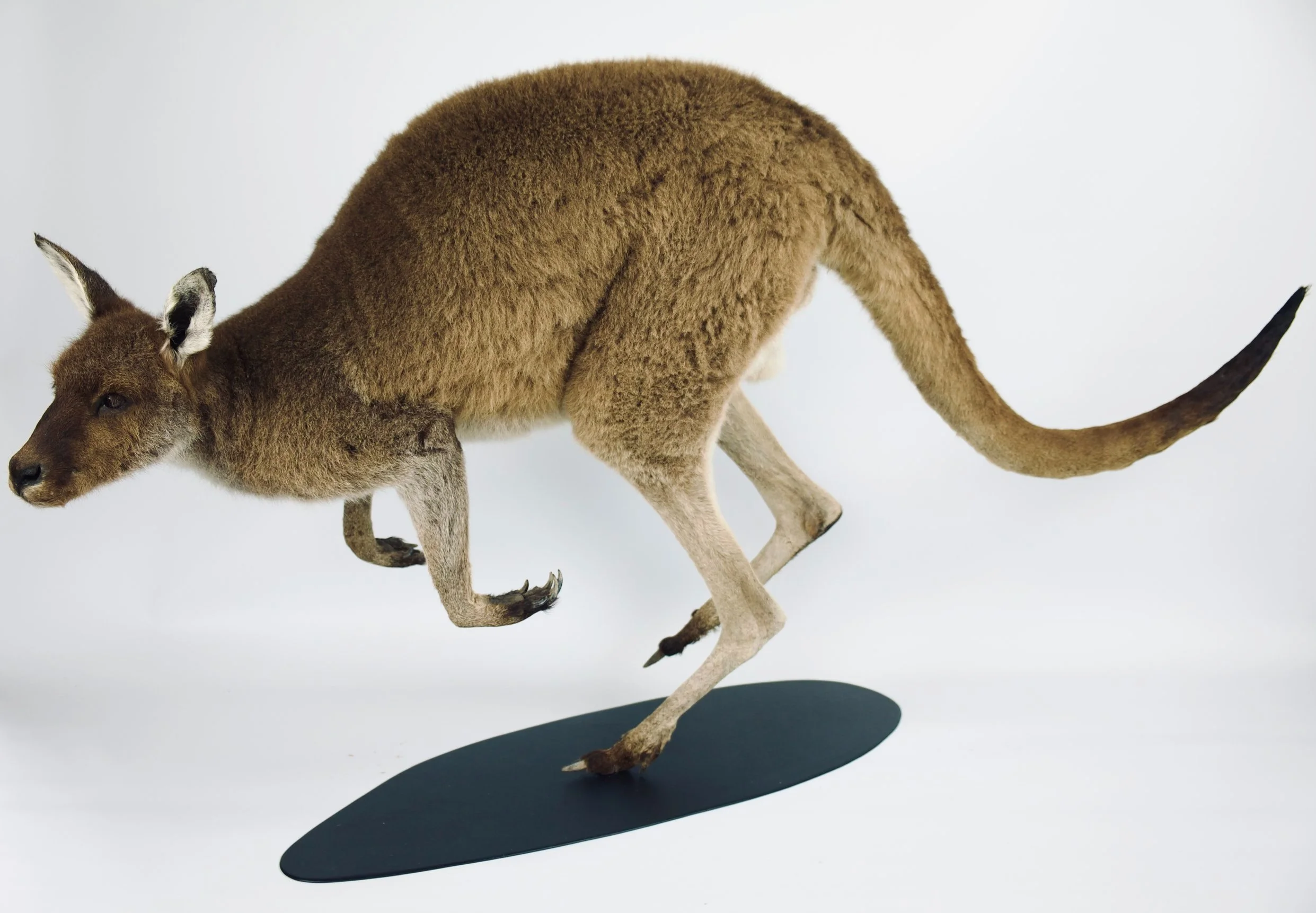 taxidermy kangoeroe