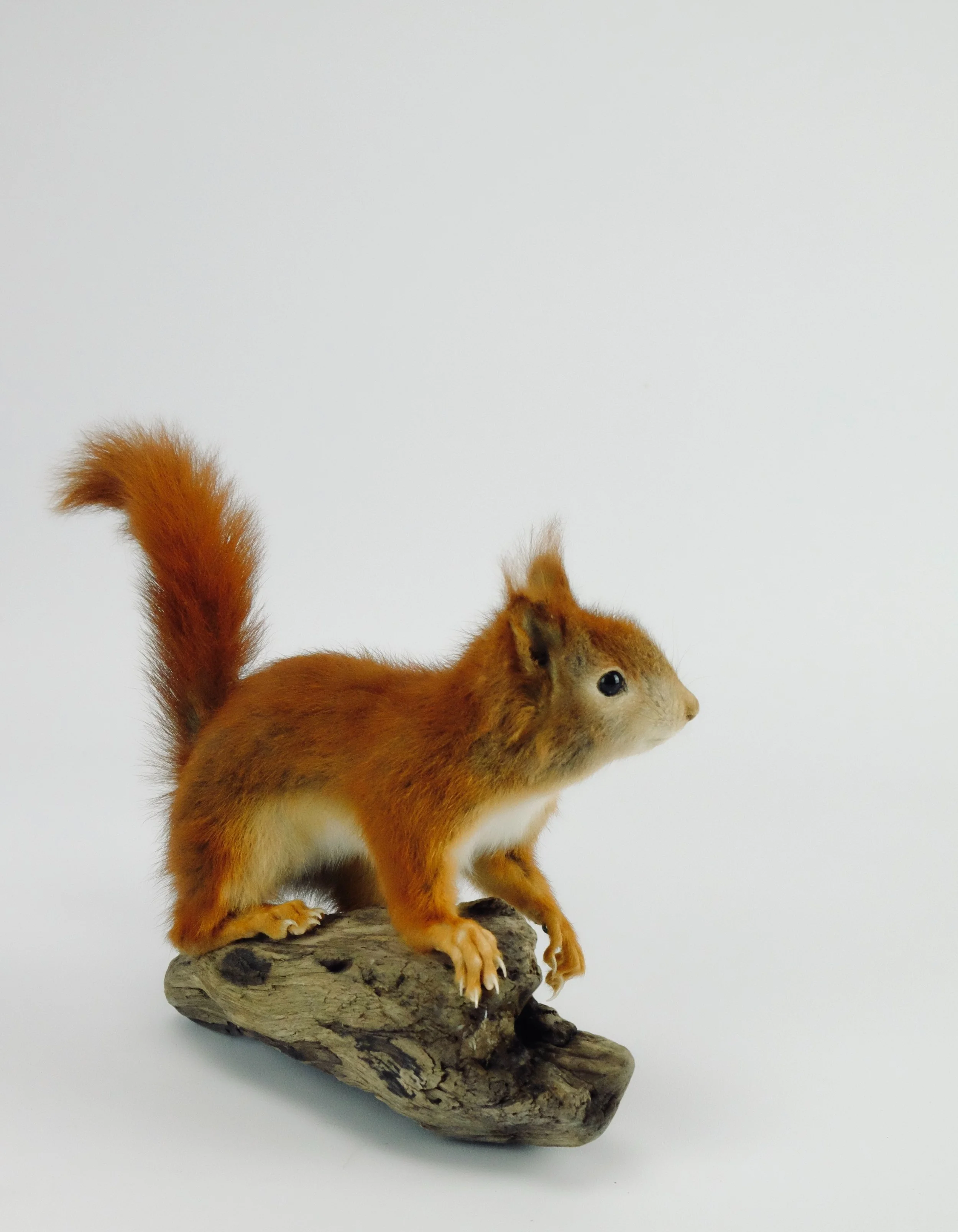Quality taxidermy of cute squirrel - unique stuffed animals by Katja Guilini - Belgium