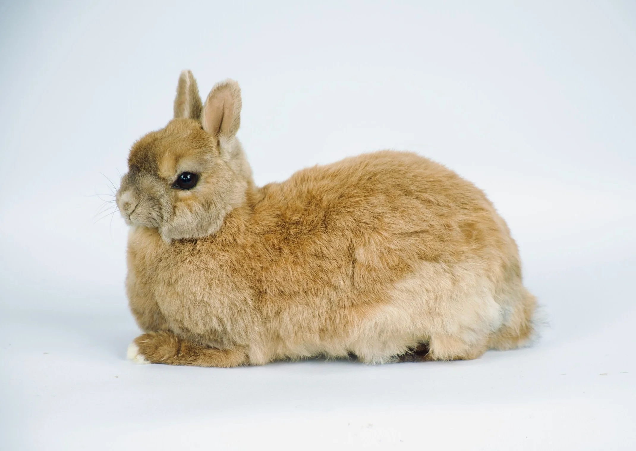 Quality taxidermy of pet rabbit - unique stuffed animals by Katja Guilini - Belgium