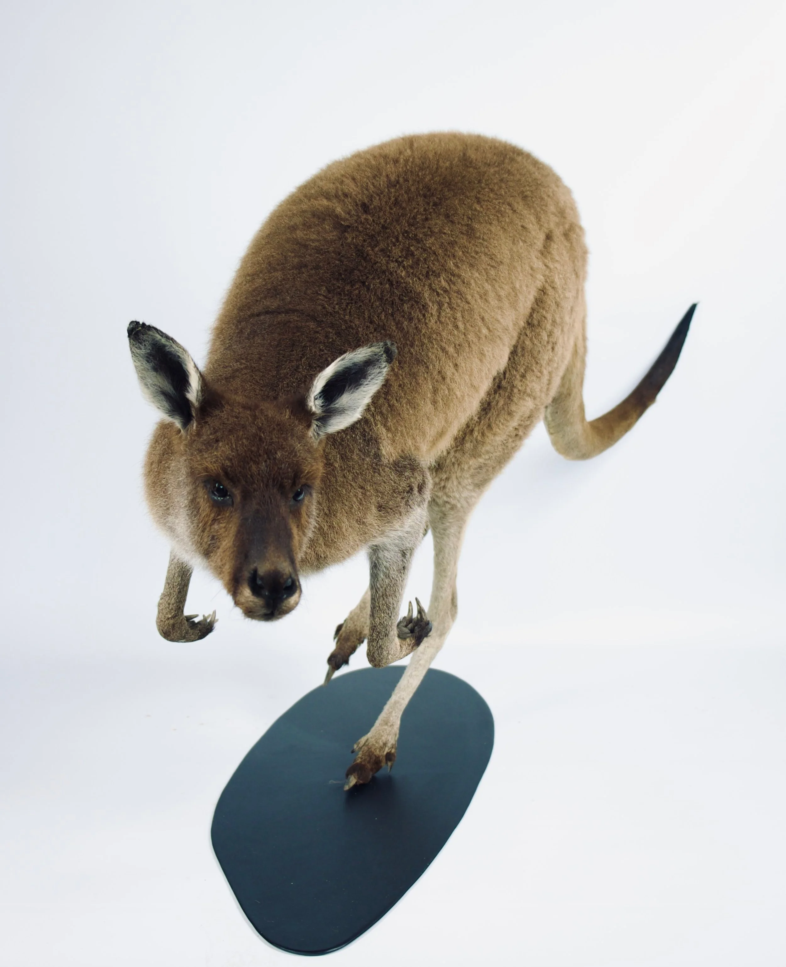 taxidermie kangoeroe