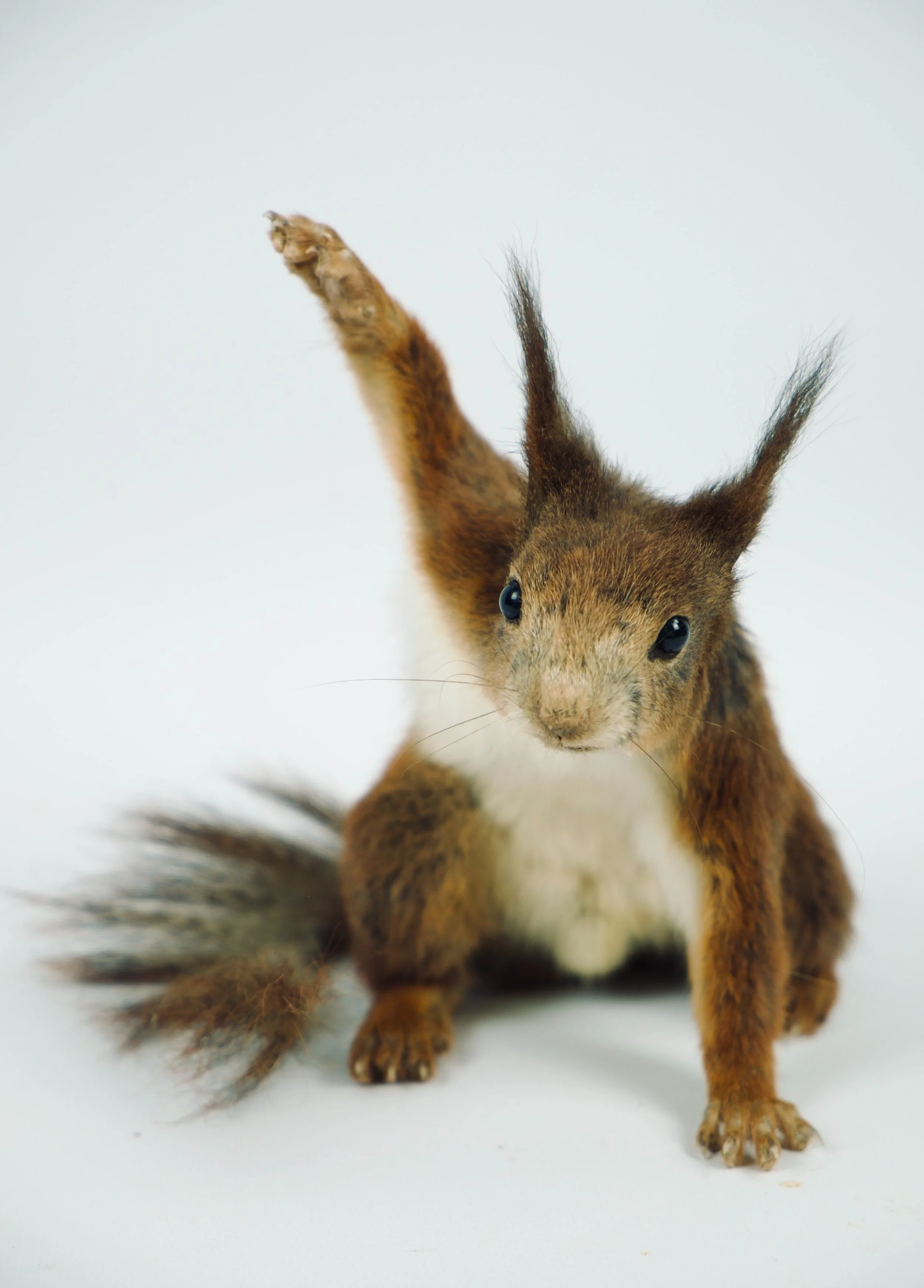 Artistic taxidermy of cute squirrel - unique stuffed animals by Katja Guilini - Belgium