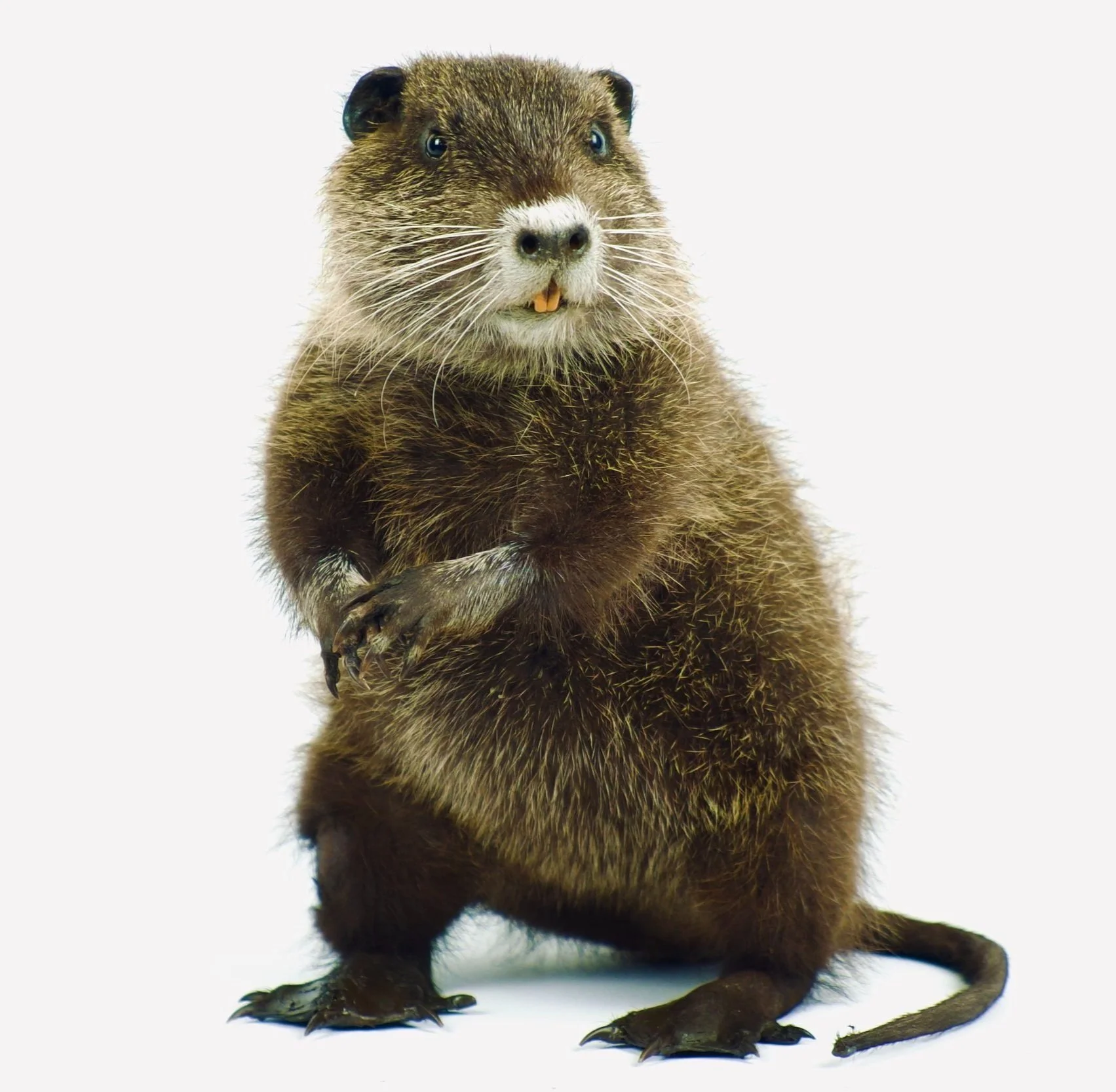 Quality taxidermy of cute nutria - unique stuffed animals by Katja Guilini - Belgium