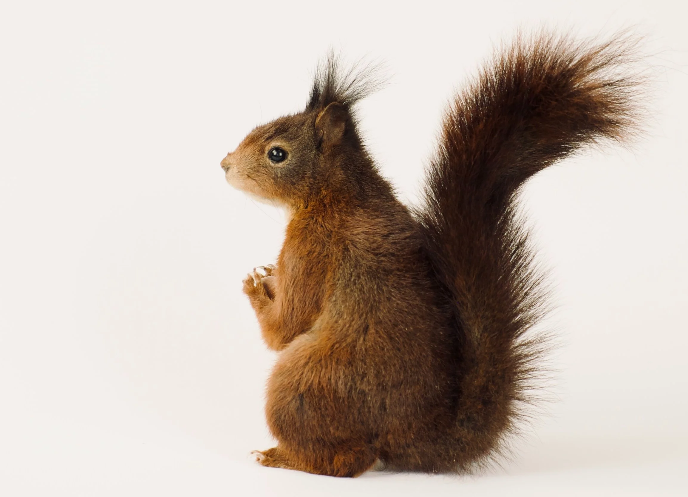 Quality taxidermy of cute squirrel - unique stuffed animals by Katja Guilini - Belgium