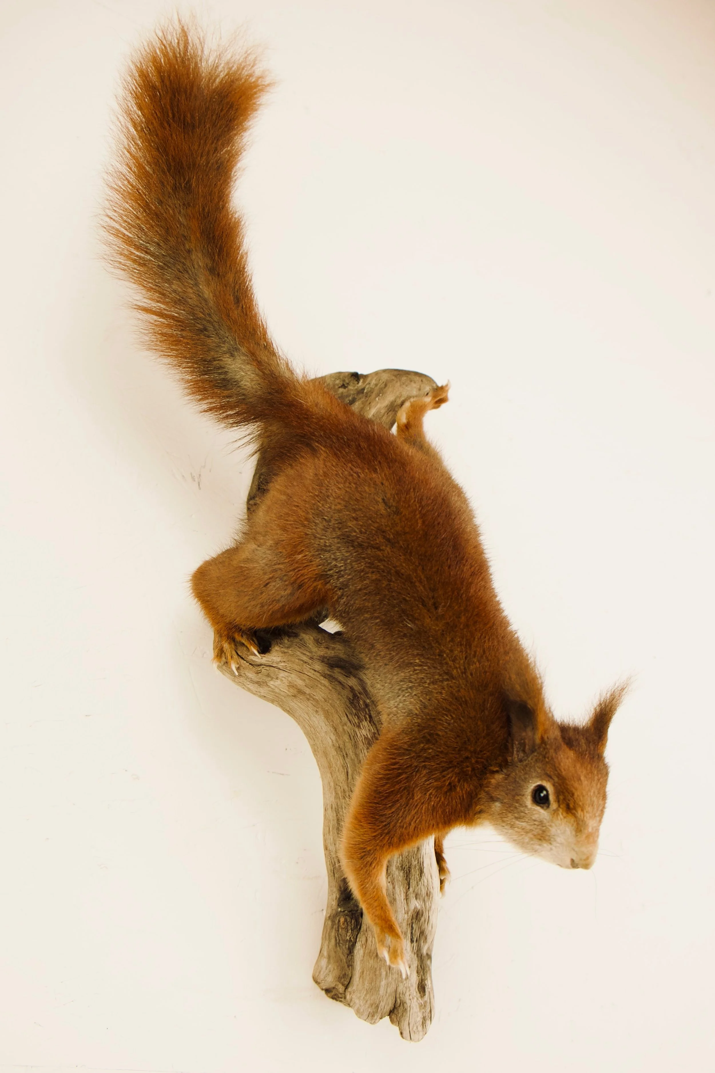 Quality taxidermy of climbing squirrel - unique stuffed animals by Katja Guilini - Belgium