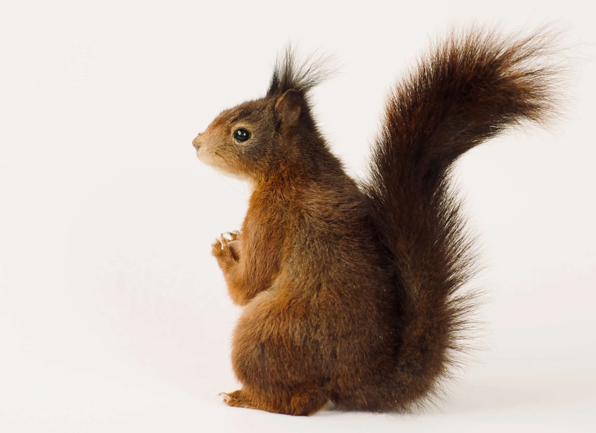 Artistieke taxidermie van schattige eekhoorn met eikeltje - unieke opgezette dieren door Katja Guilini - België