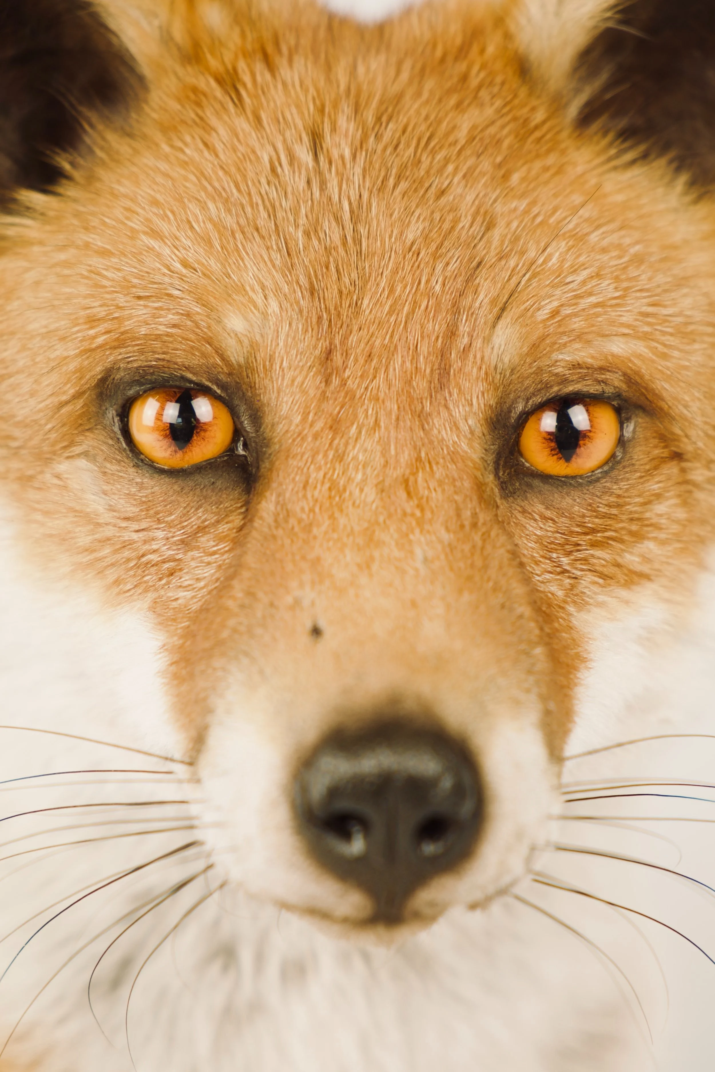 Artistieke taxidermie van vos - unieke opgezette dieren door Katja Guilini - België