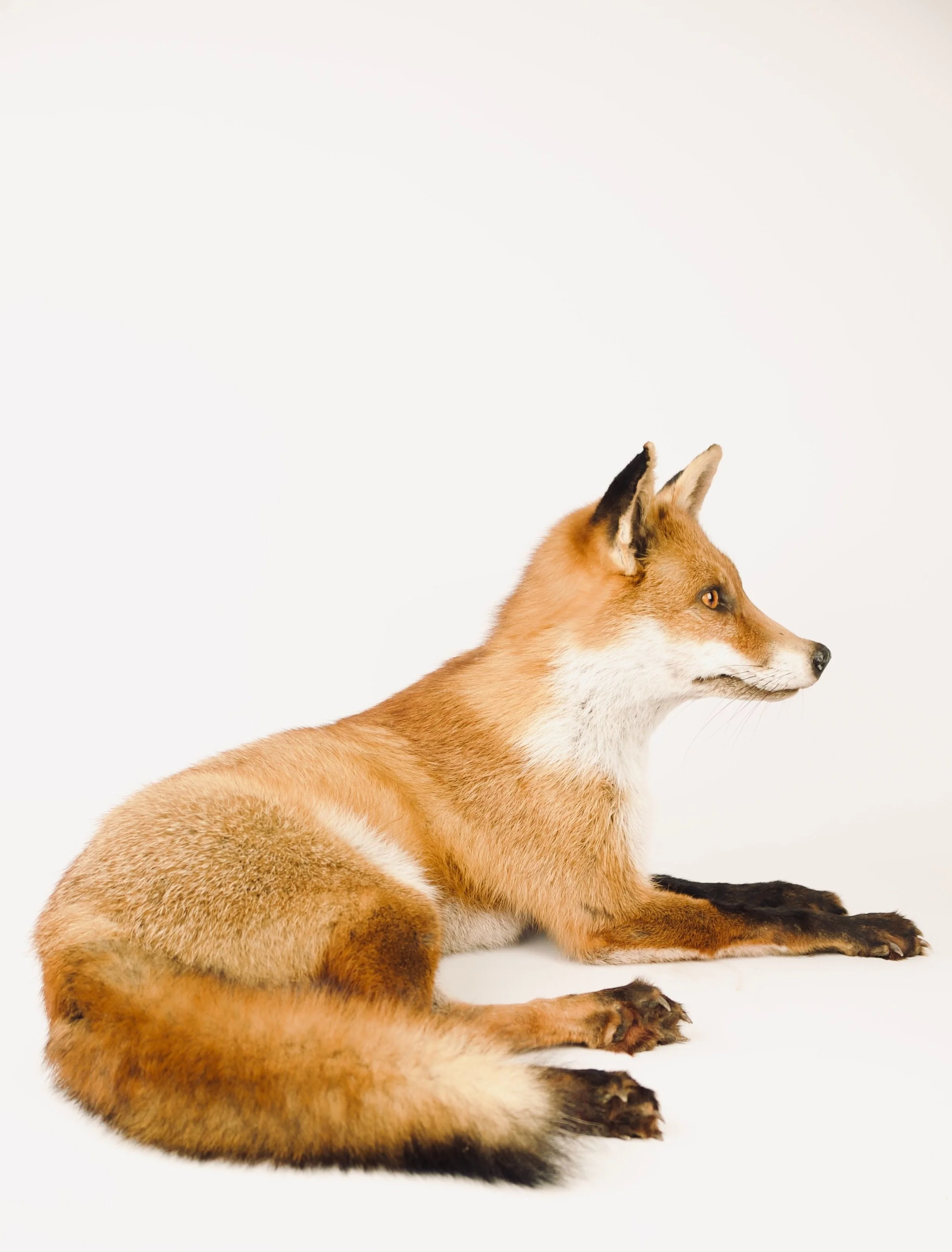 Artistieke taxidermie van liggende vos in natuurlijke houding - unieke opgezette dieren door Katja Guilini - België