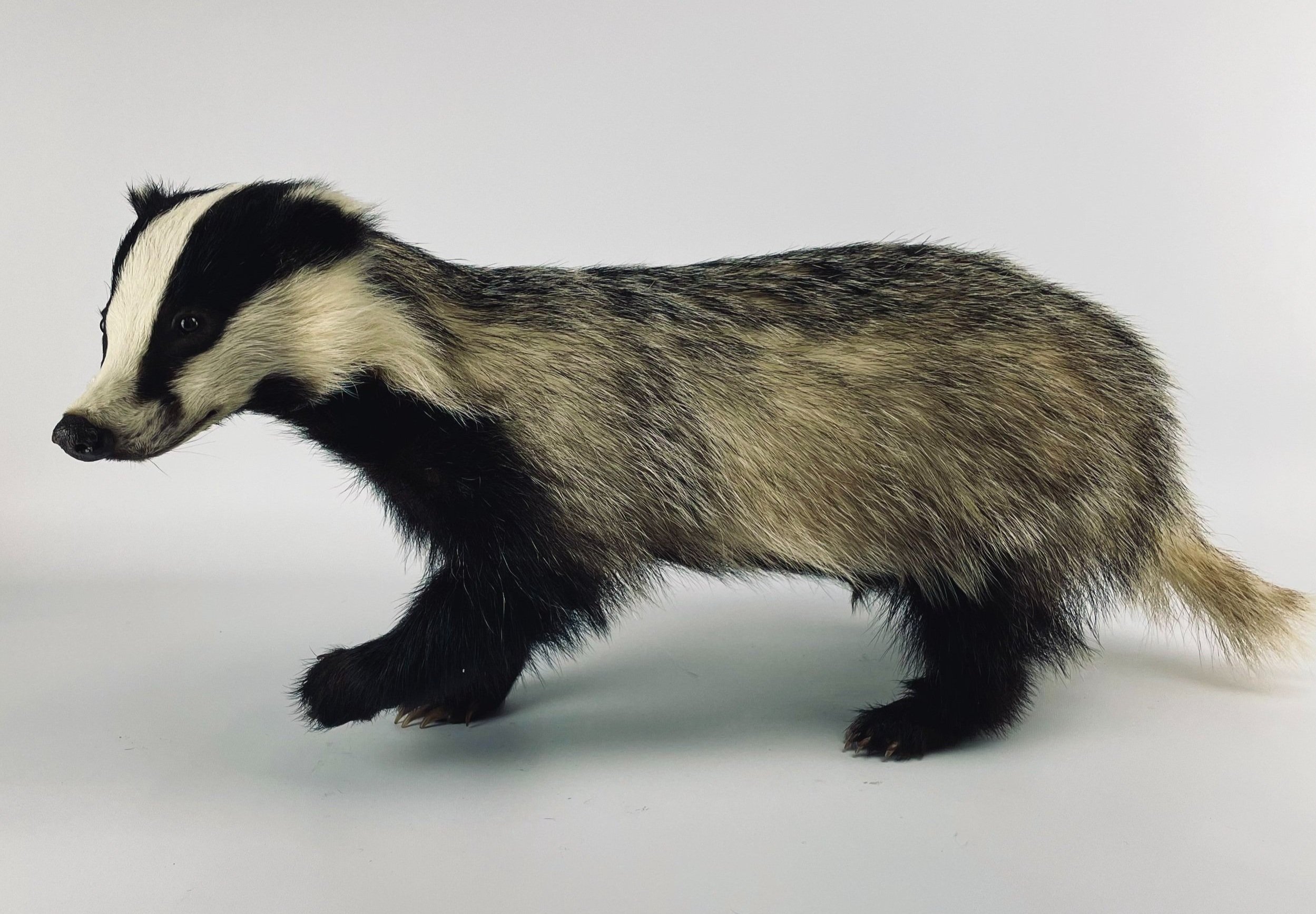 Artistieke taxidermie van mooie das - unieke opgezette dieren door Katja Guilini - België