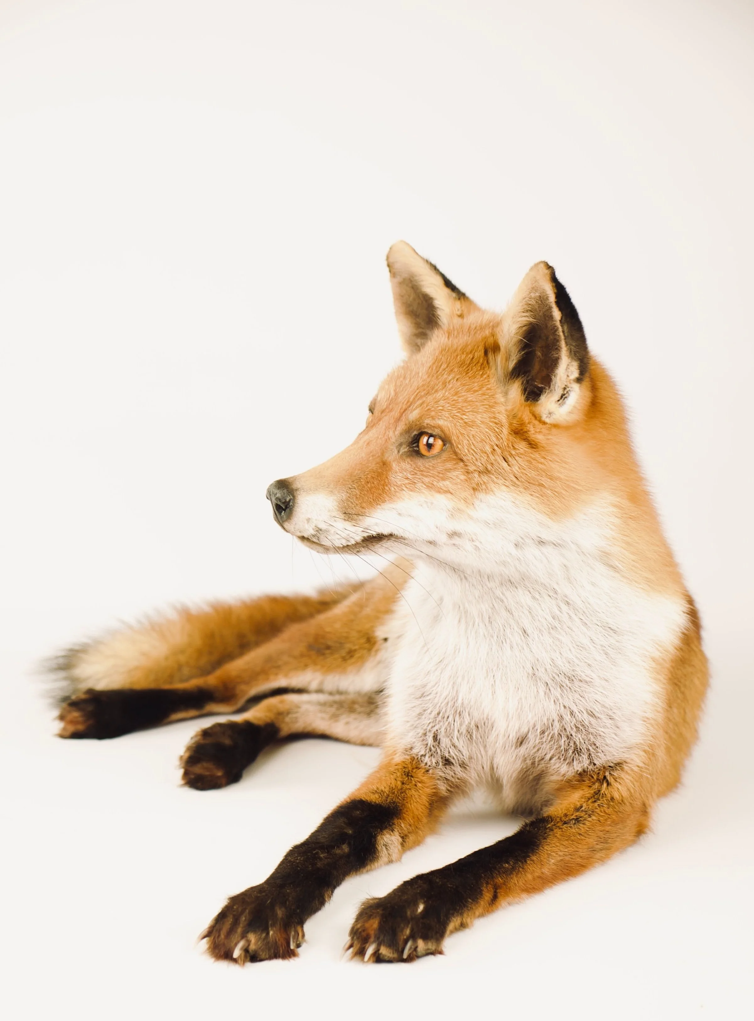 Kwalitatieve taxidermie van liggende rustende vos - unieke opgezette dieren door Katja Guilini - België