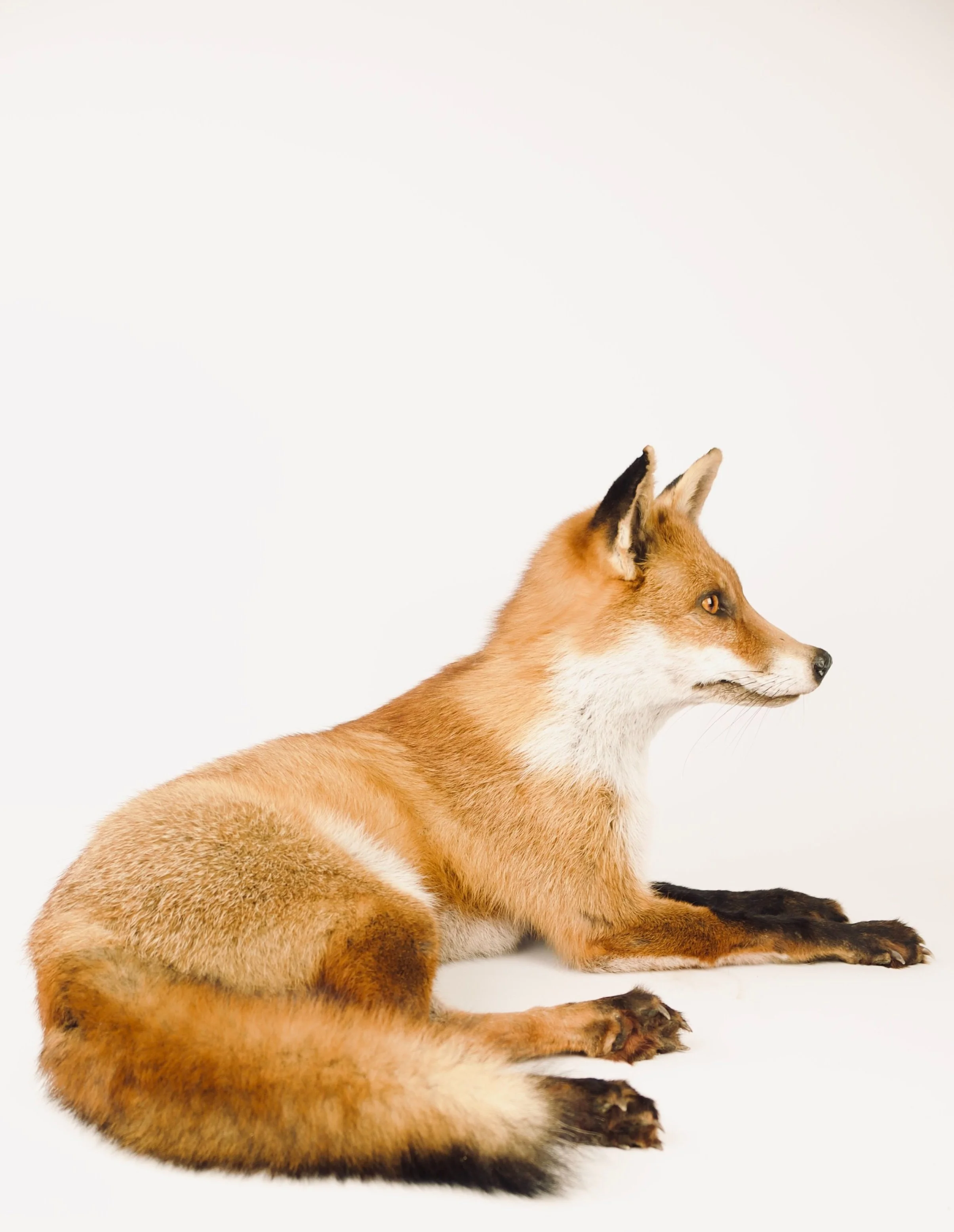 Quality taxidermy of relaxing red fox - unique stuffed animals by Katja Guilini - Belgium
