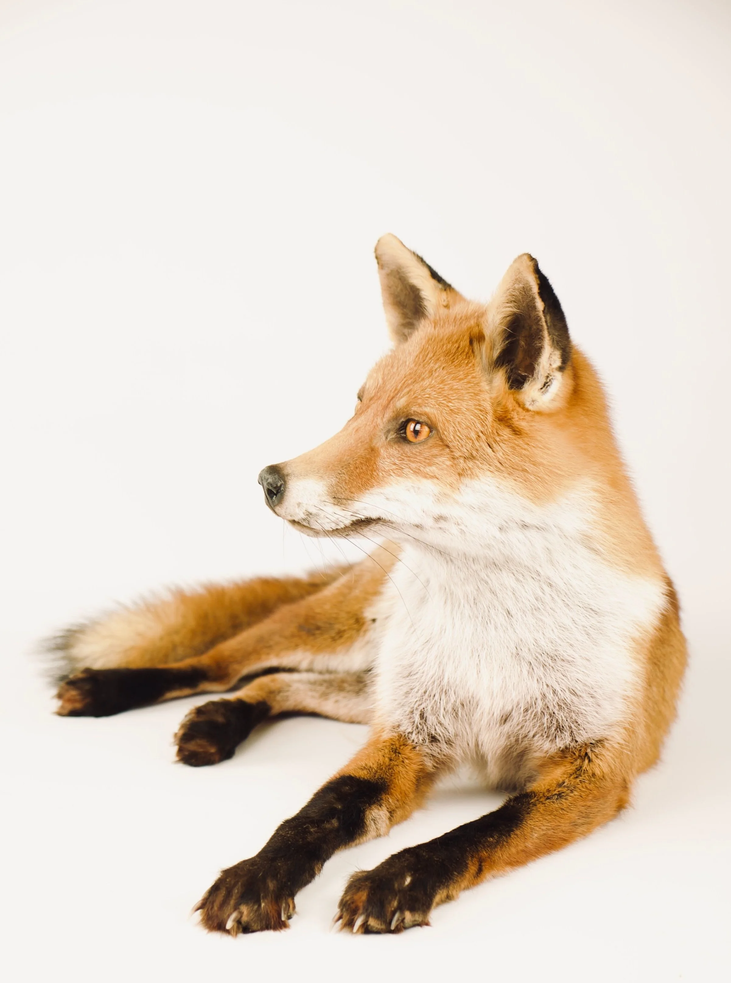 Quality taxidermy of relaxing red fox - unique stuffed animals by Katja Guilini - Belgium