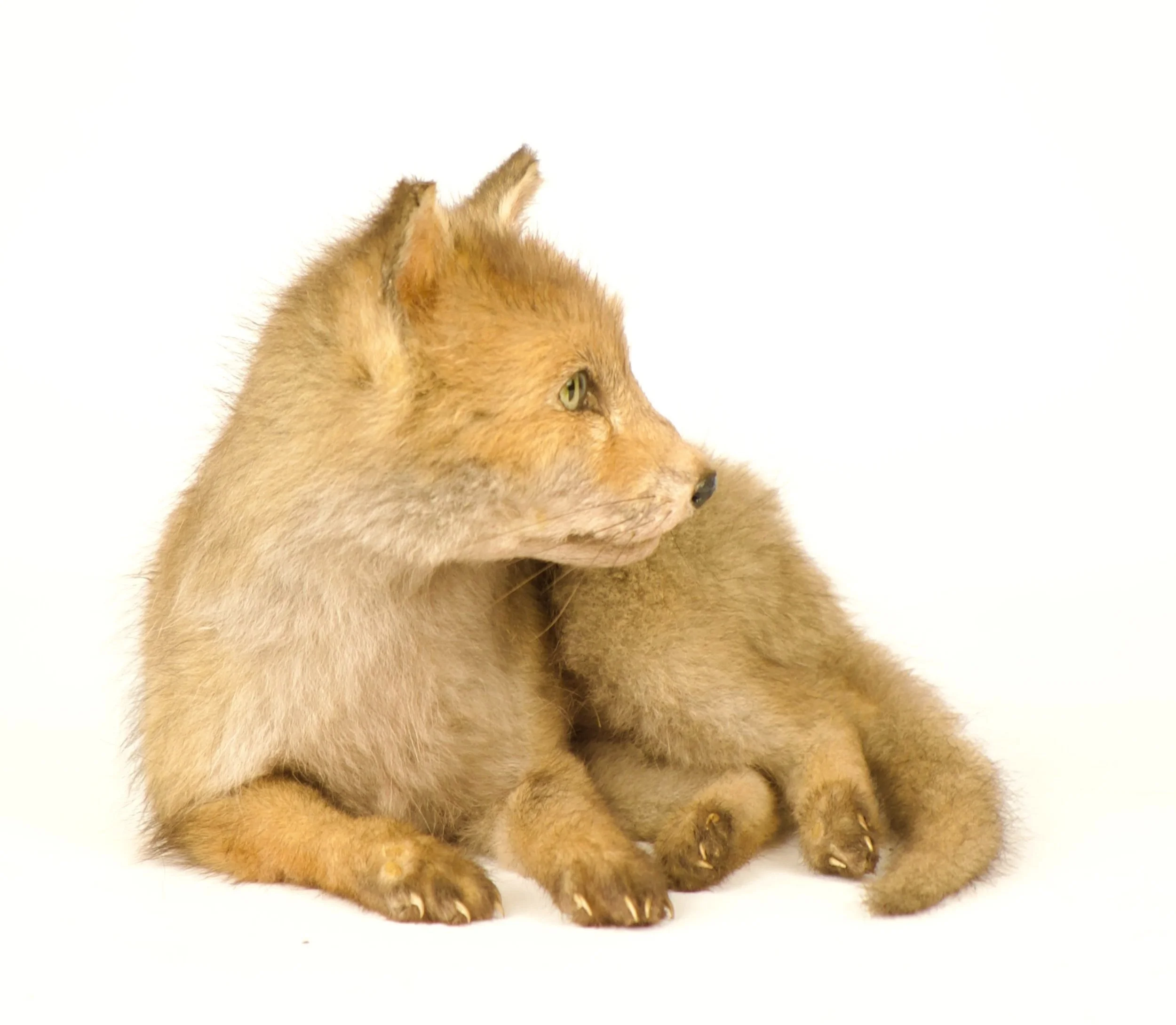 Artistieke taxidermie van schattige vossenpup - unieke opgezette dieren door Katja Guilini - België