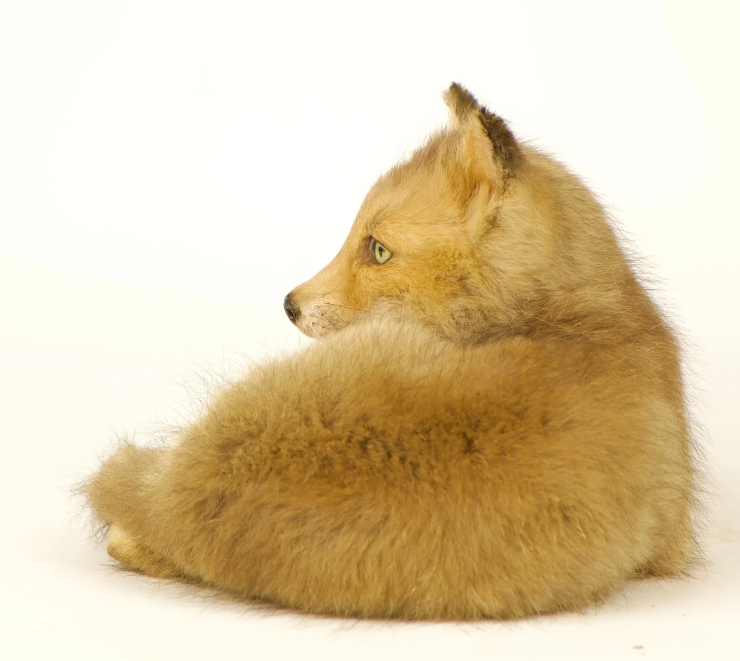 Artistieke taxidermie van schattige vossenpup - unieke opgezette dieren door Katja Guilini - België