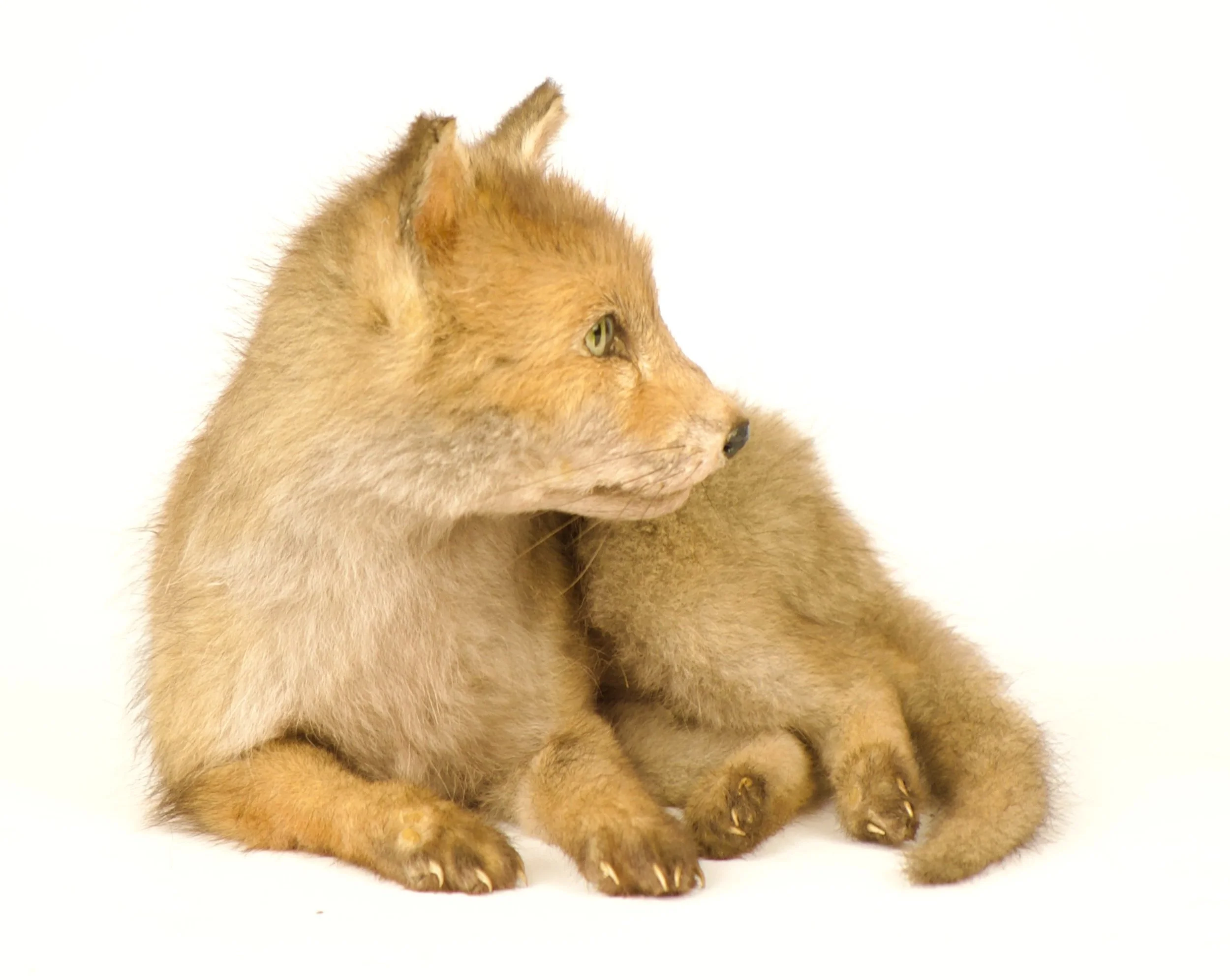 Quality taxidermy of cute red fox pup - unique stuffed animals by Katja Guilini - Belgium
