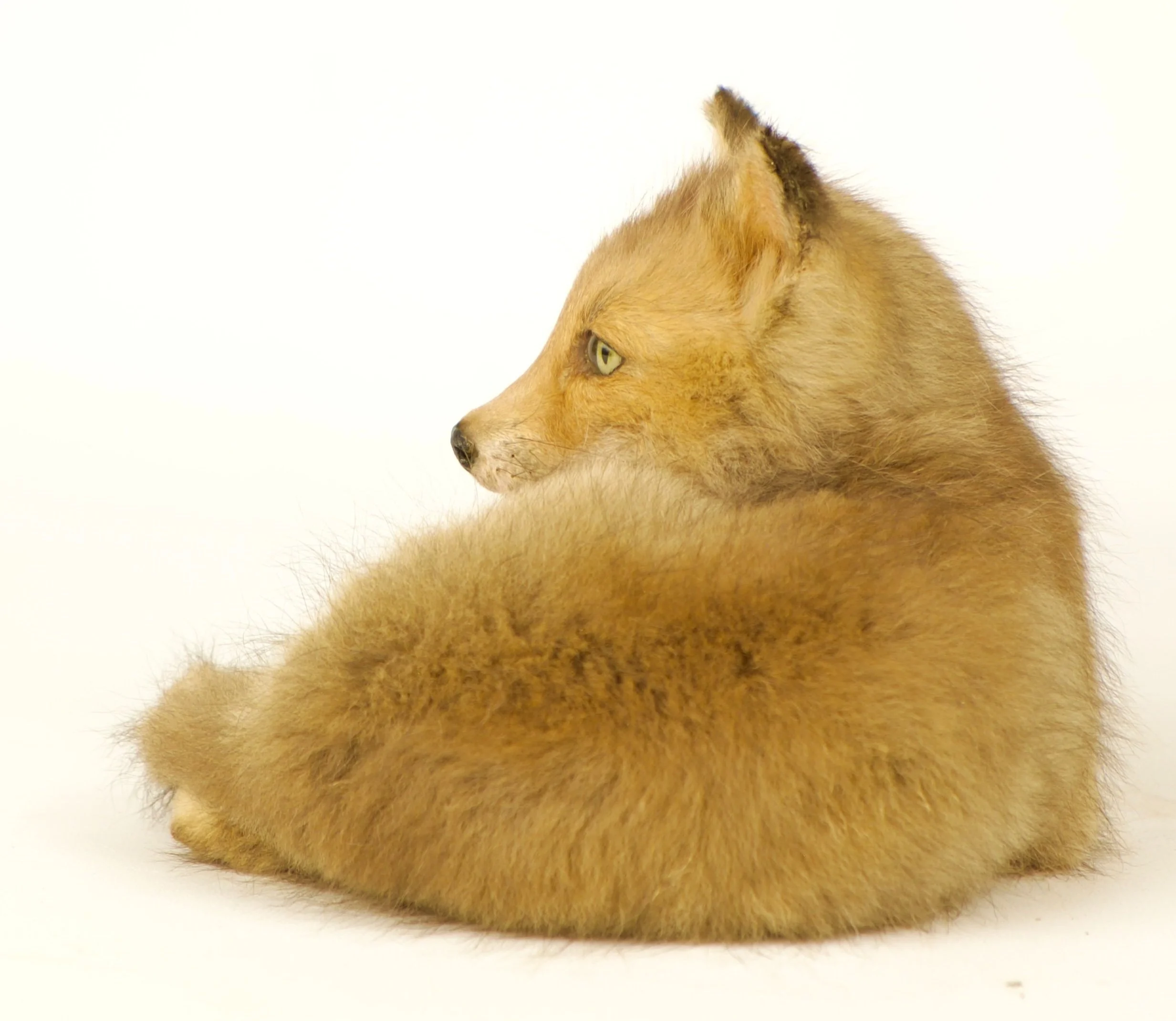 Quality taxidermy of cute red fox pup - unique stuffed animals by Katja Guilini - Belgium