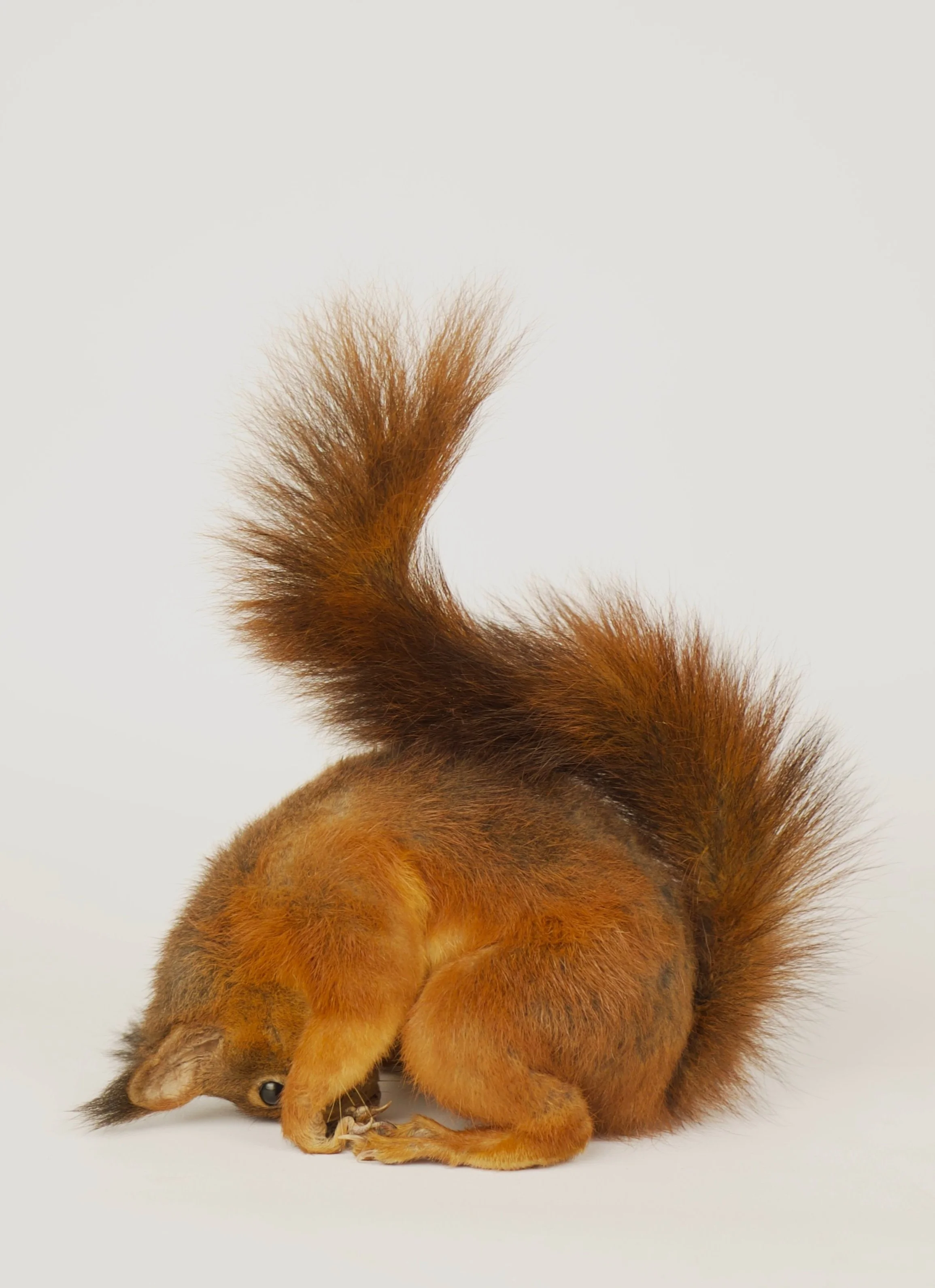 Artistieke taxidermie van eekhoorn in grappige houding - unieke opgezette dieren door Katja Guilini - België