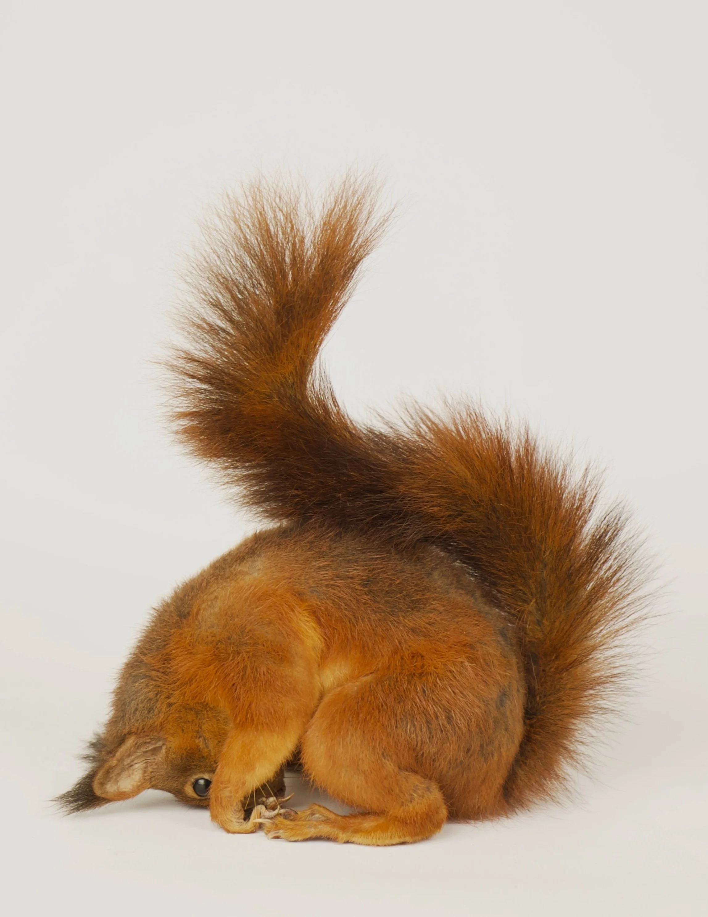 Artistic taxidermy of cute squirell - unique stuffed animals by Katja Guilini - Belgium