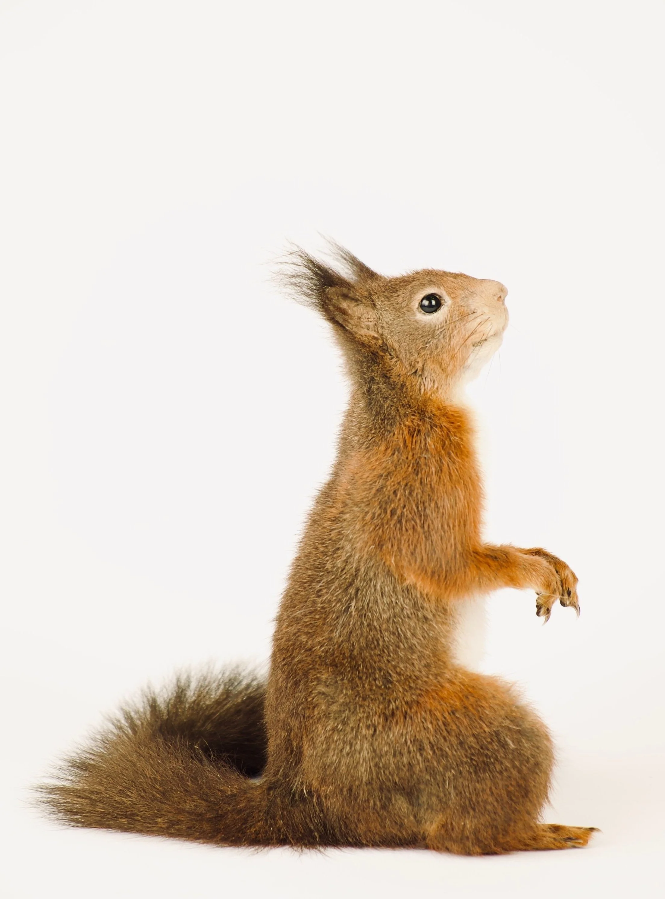 Quality taxidermy of cute squirrel - unique stuffed animals by Katja Guilini - Belgium