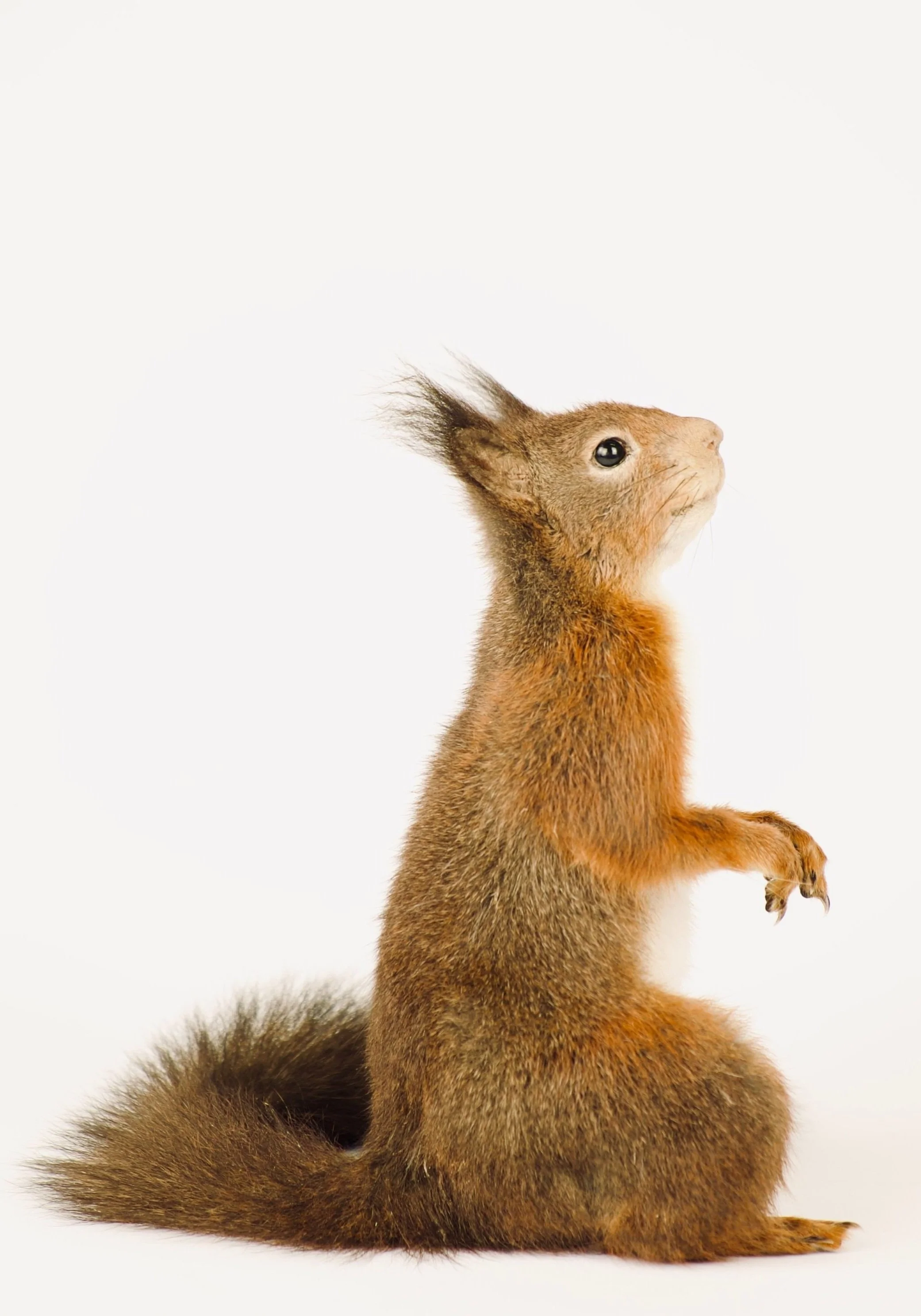 Artistieke taxidermie van schattige eekhoorn in natuurlijke houding - unieke opgezette dieren door Katja Guilini - België