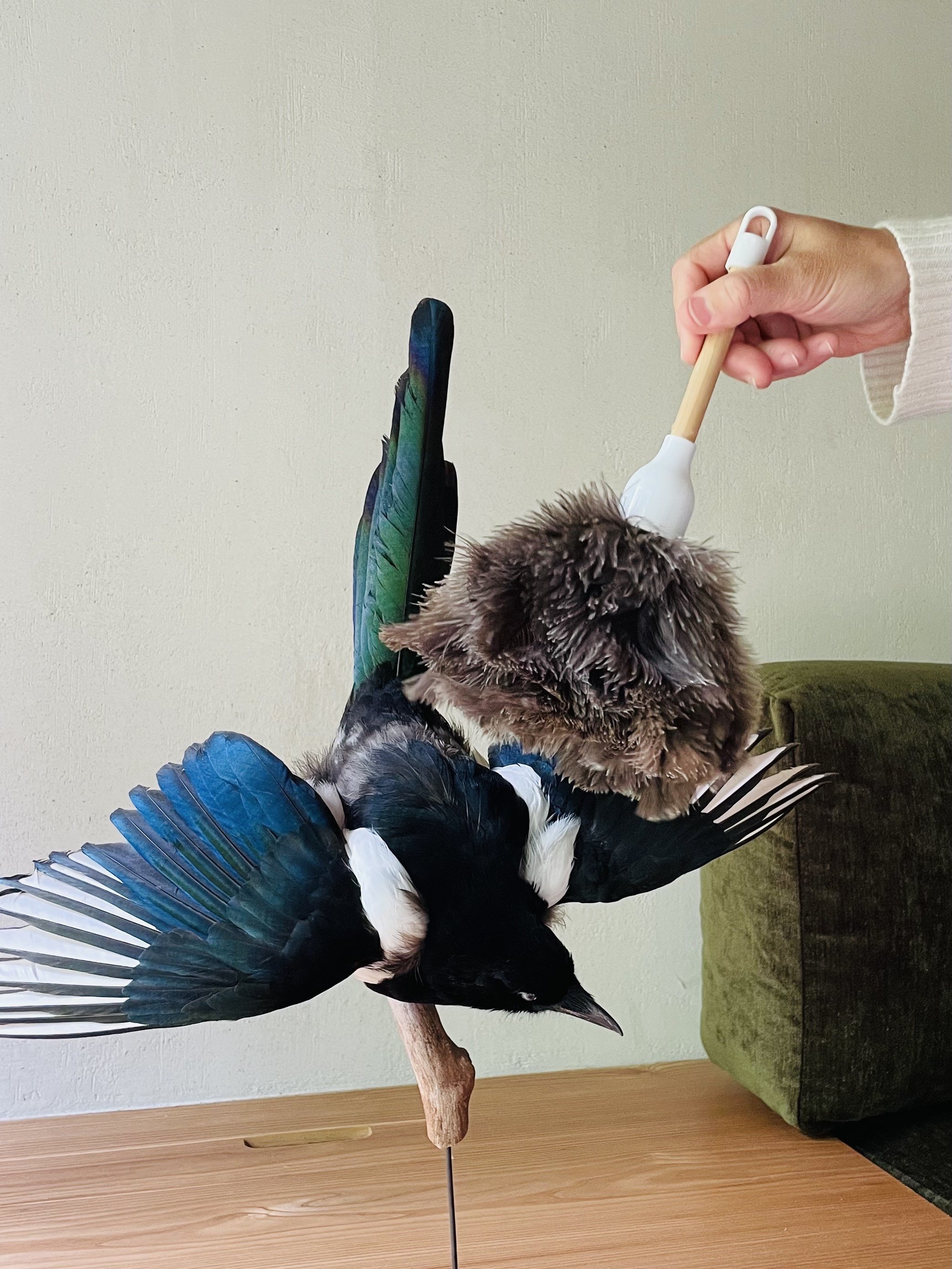 Taxidermy Care &amp; Maintenance Guidelines