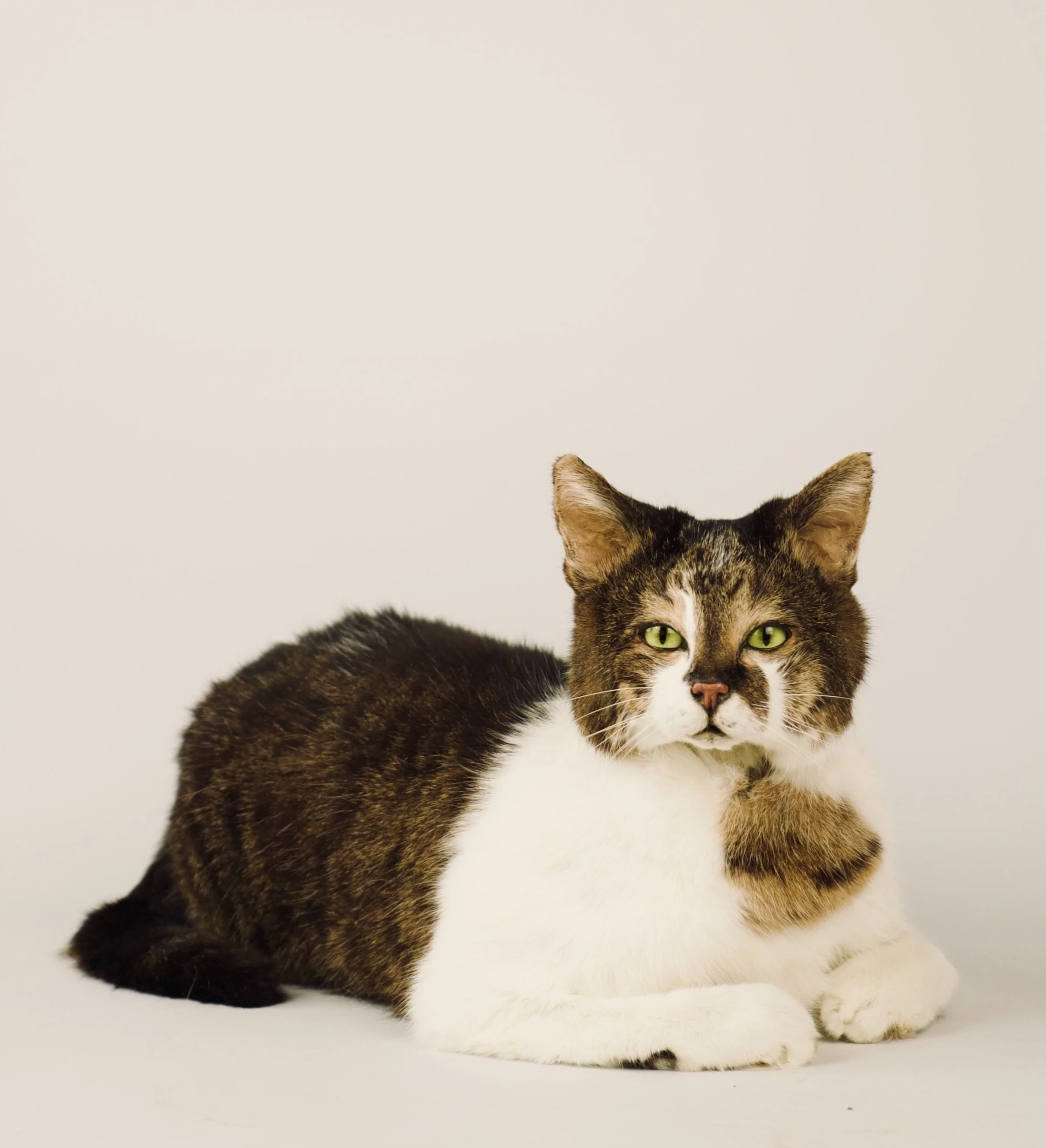 Artistieke taxidermie van mooie huiskat - unieke opgezette dieren door Katja Guilini - België