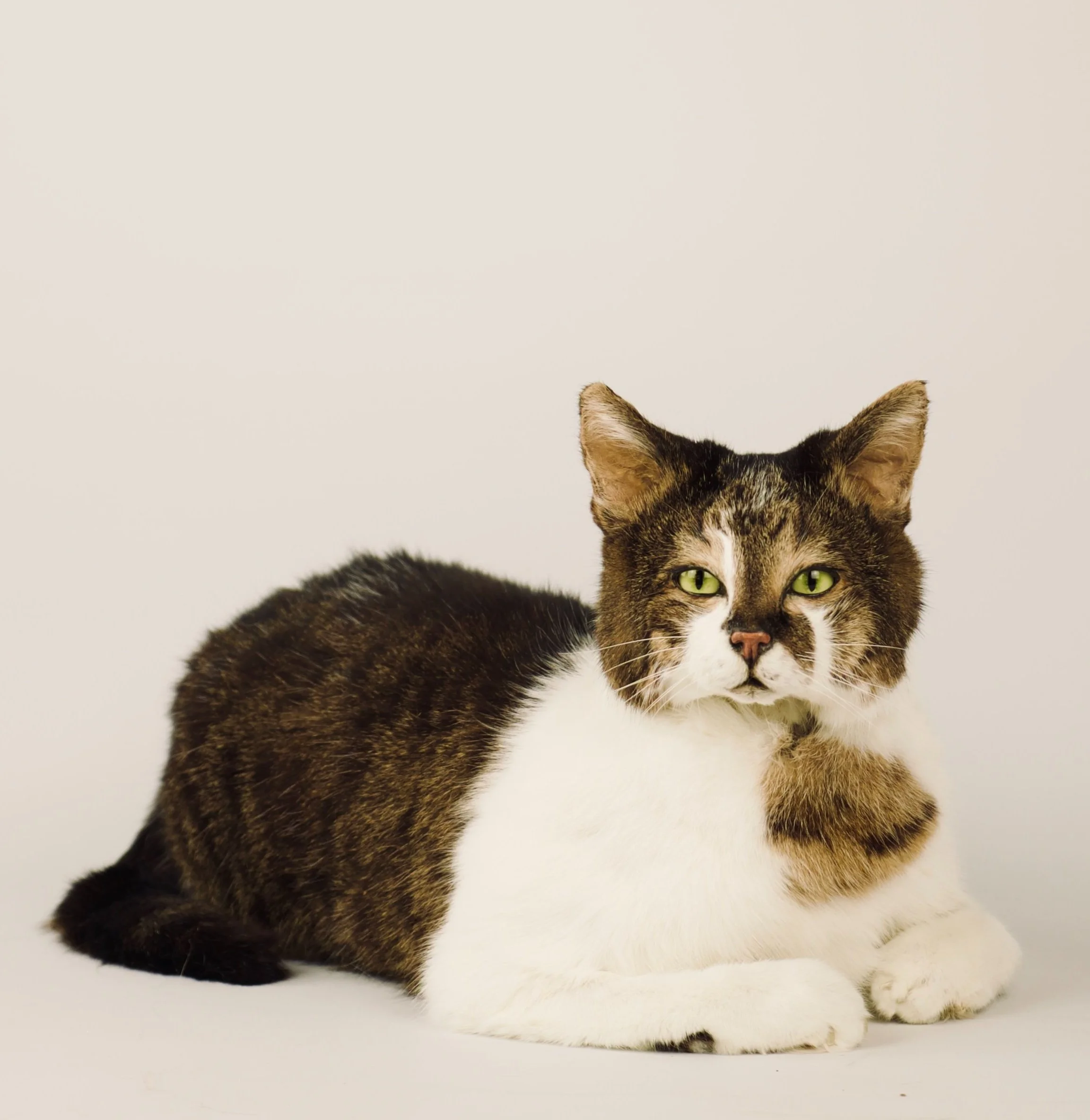 Quality taxidermy of pet cat - unique stuffed animals by Katja Guilini - Belgium