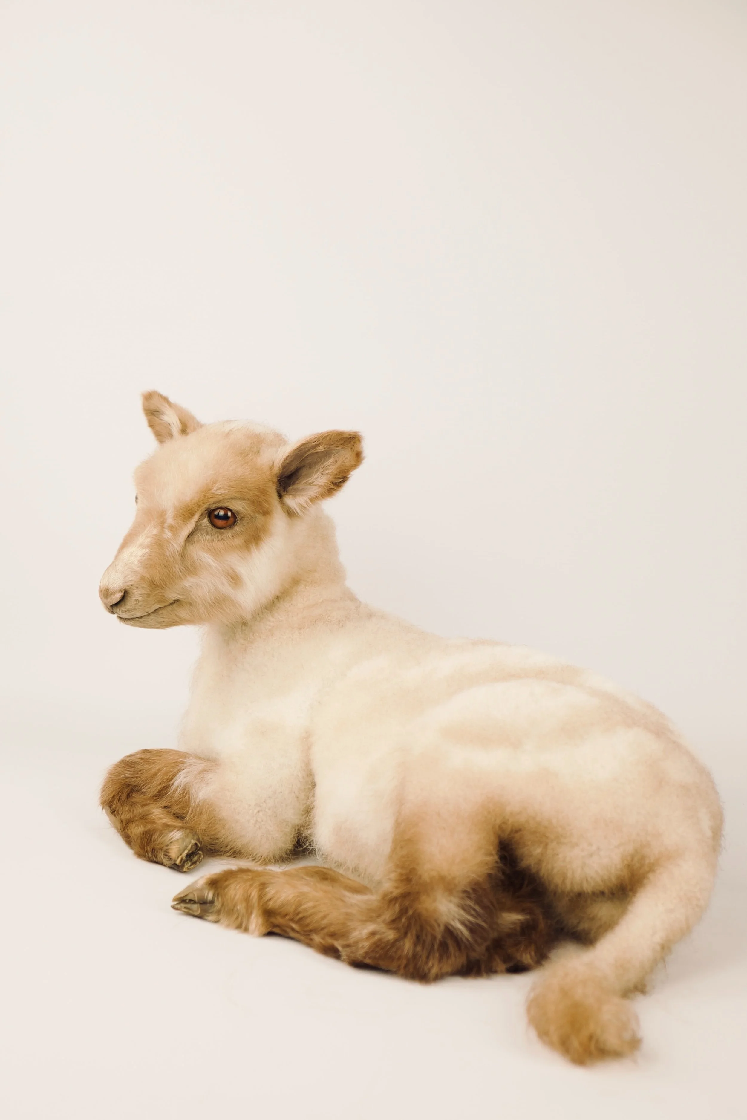 Artistic taxidermy of cute lamb - unique stuffed animals by Katja Guilini - Belgium