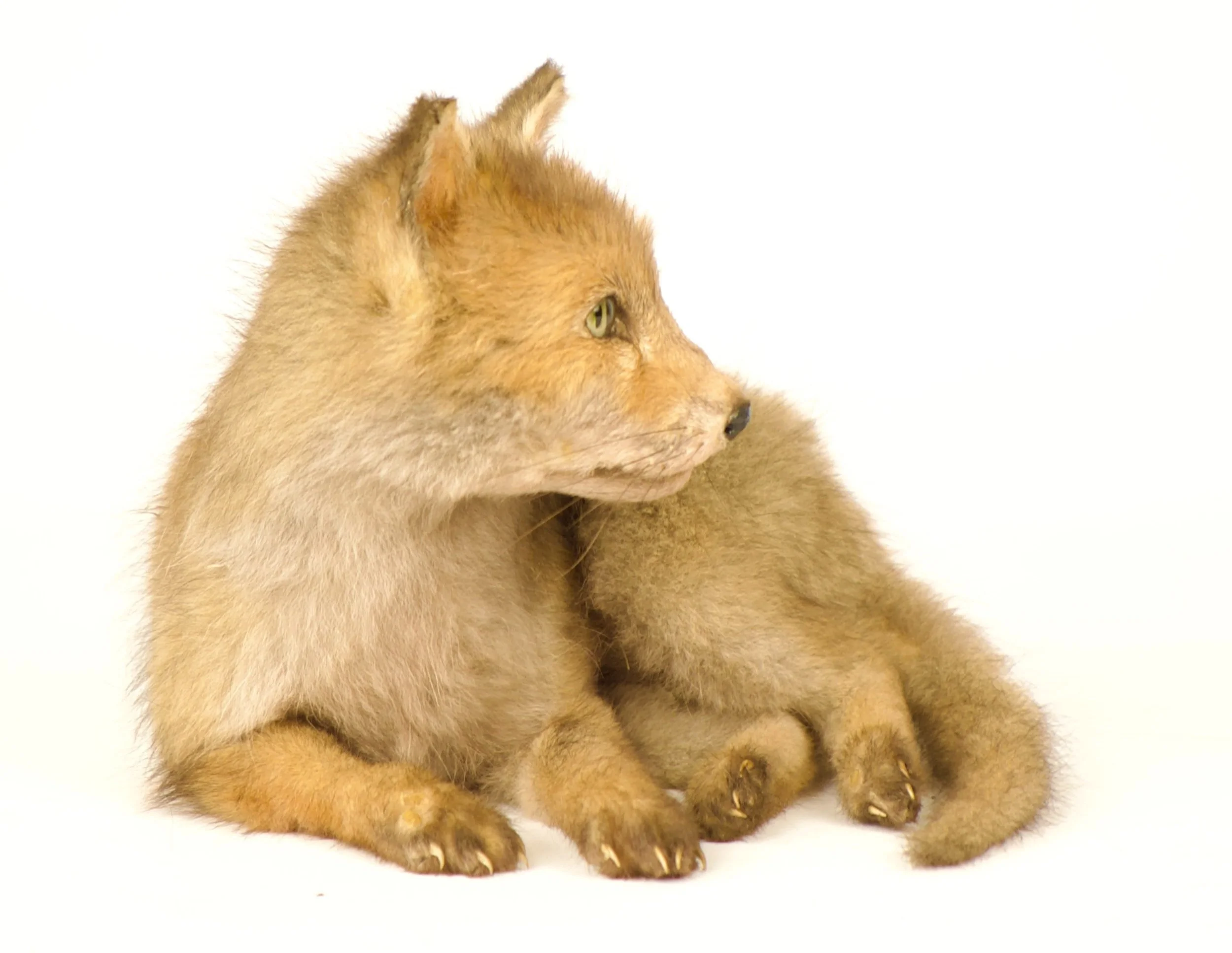 taxidermie vossenpup