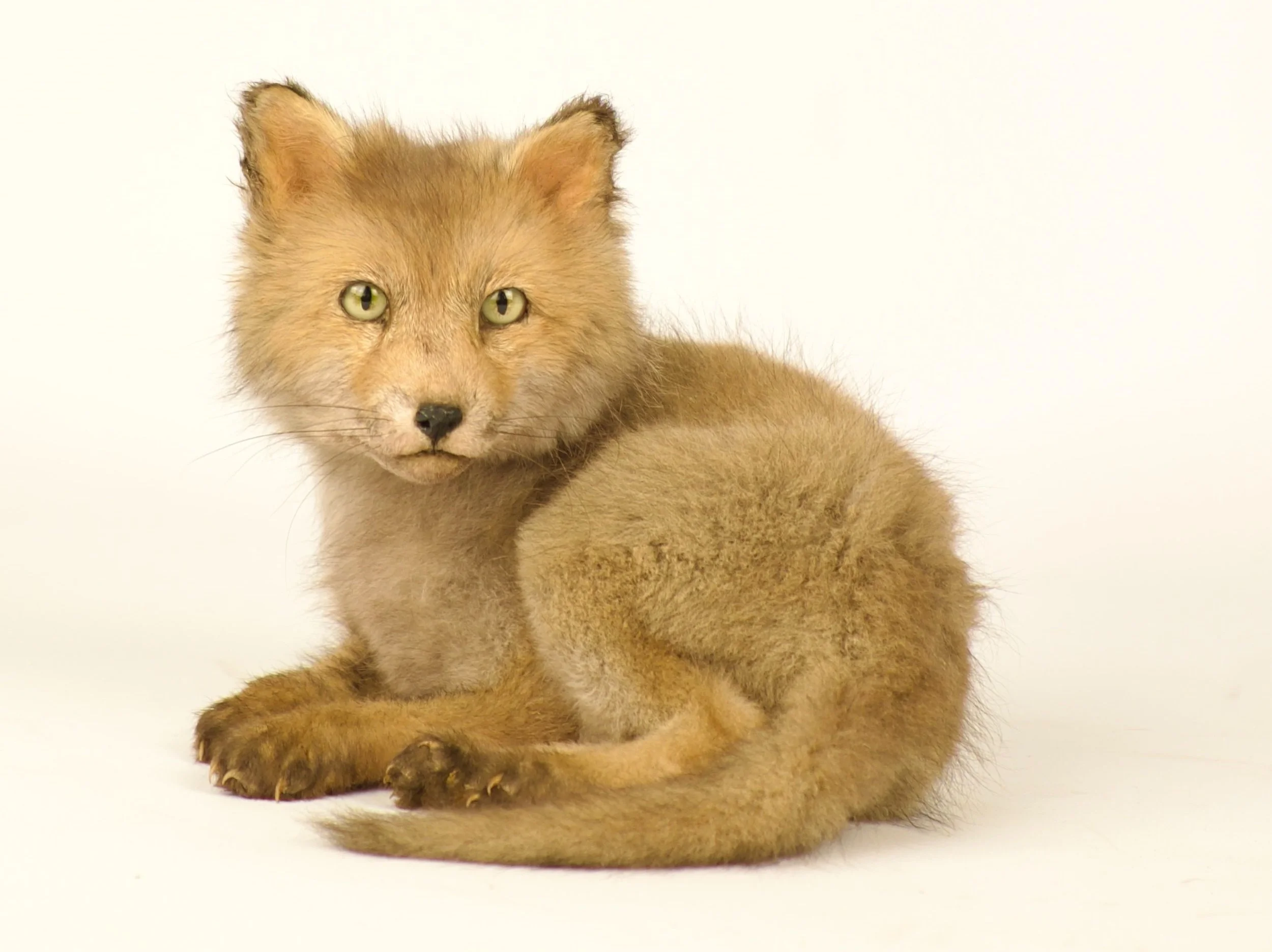 taxidermie vossenpup