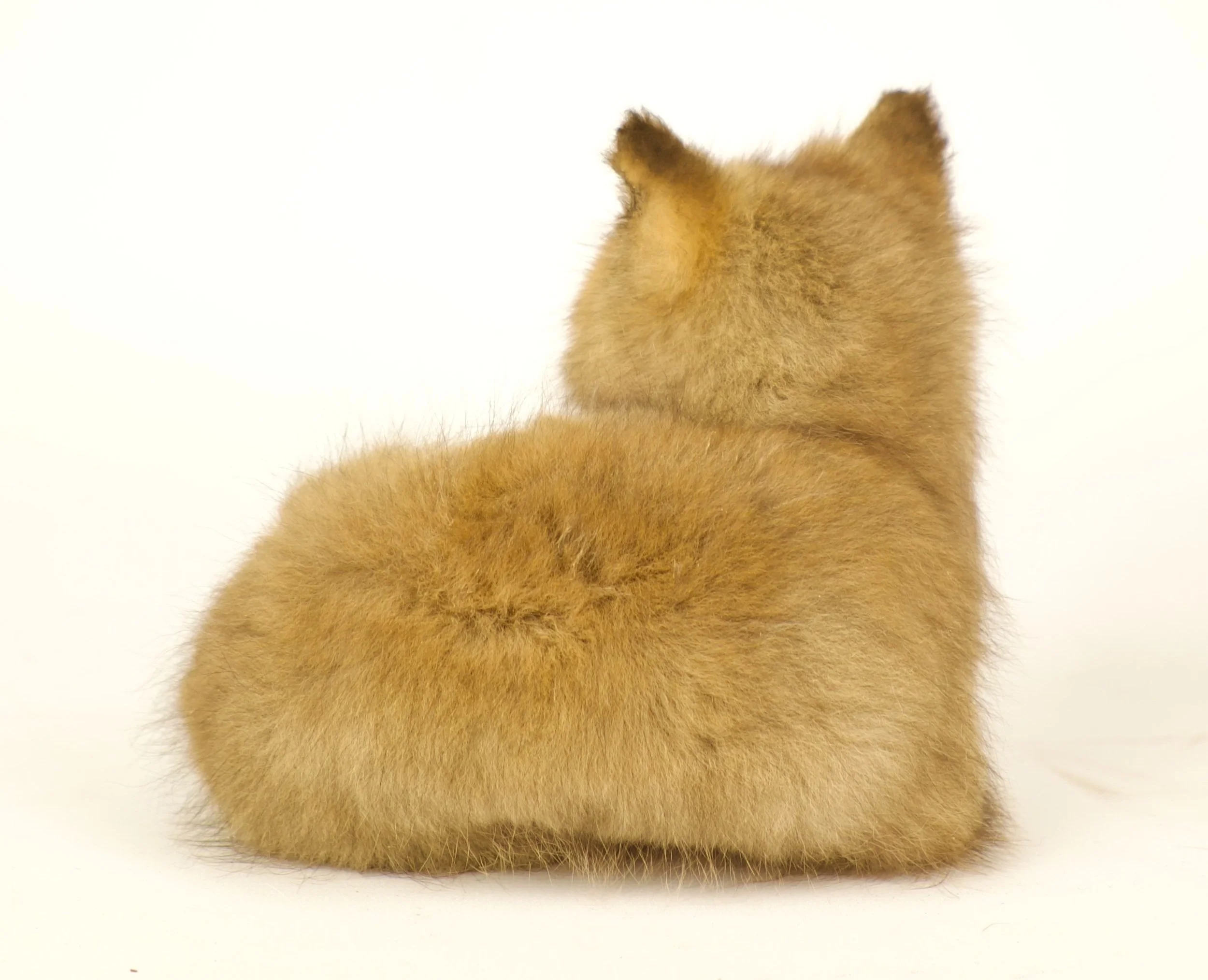 taxidermie vossenpup