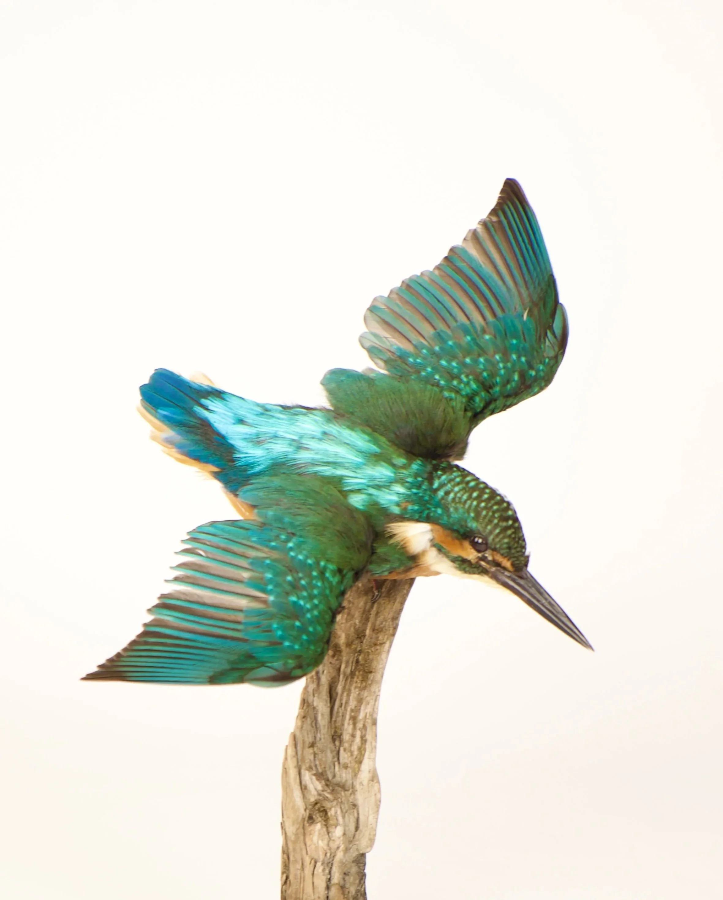 Quality taxidermy of flying kingfisher - unique stuffed animals by Katja Guilini - Belgium