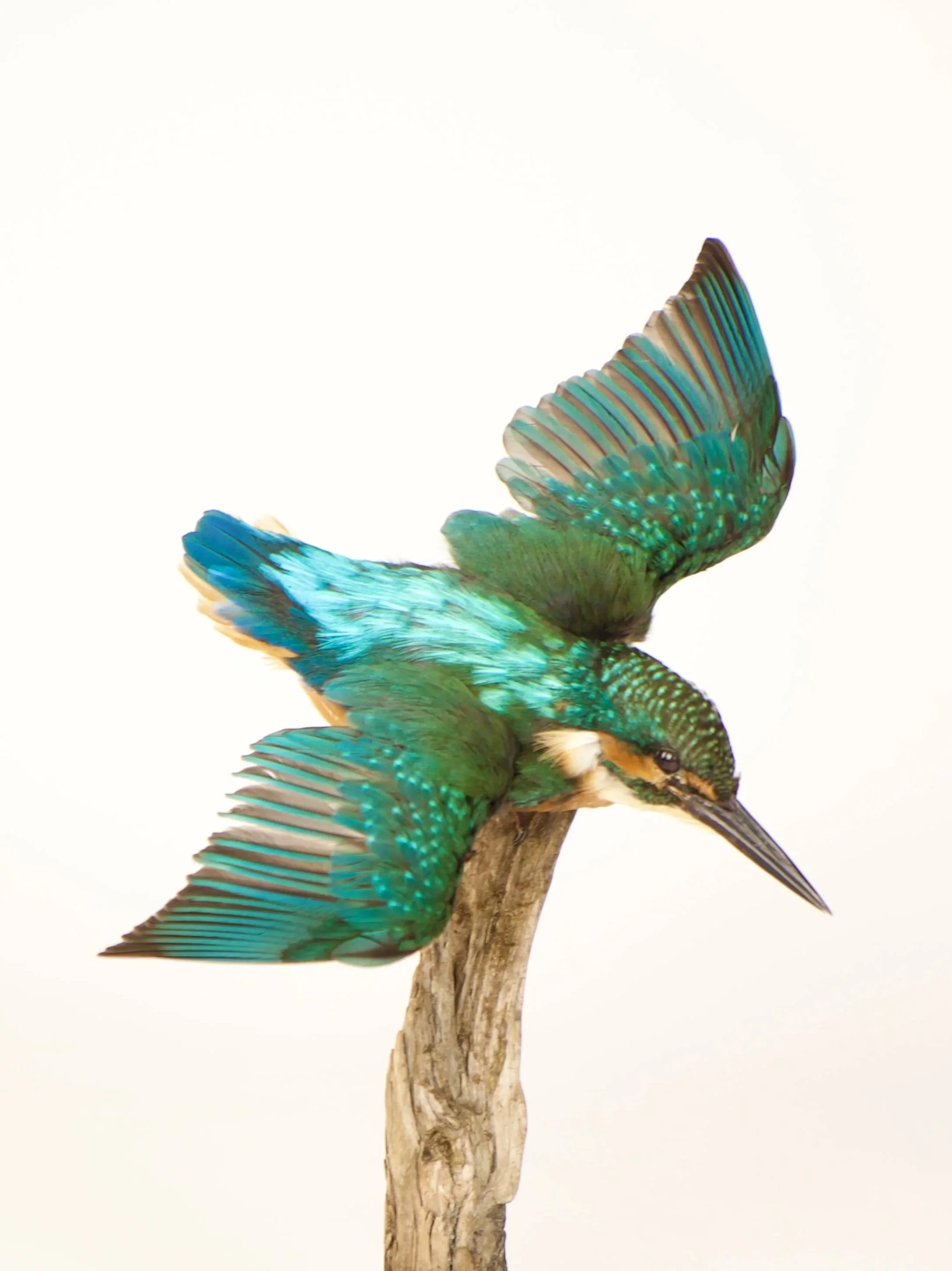 Kwalitatieve taxidermie van vliegende ijsvogel - unieke opgezette dieren door Katja Guilini - België