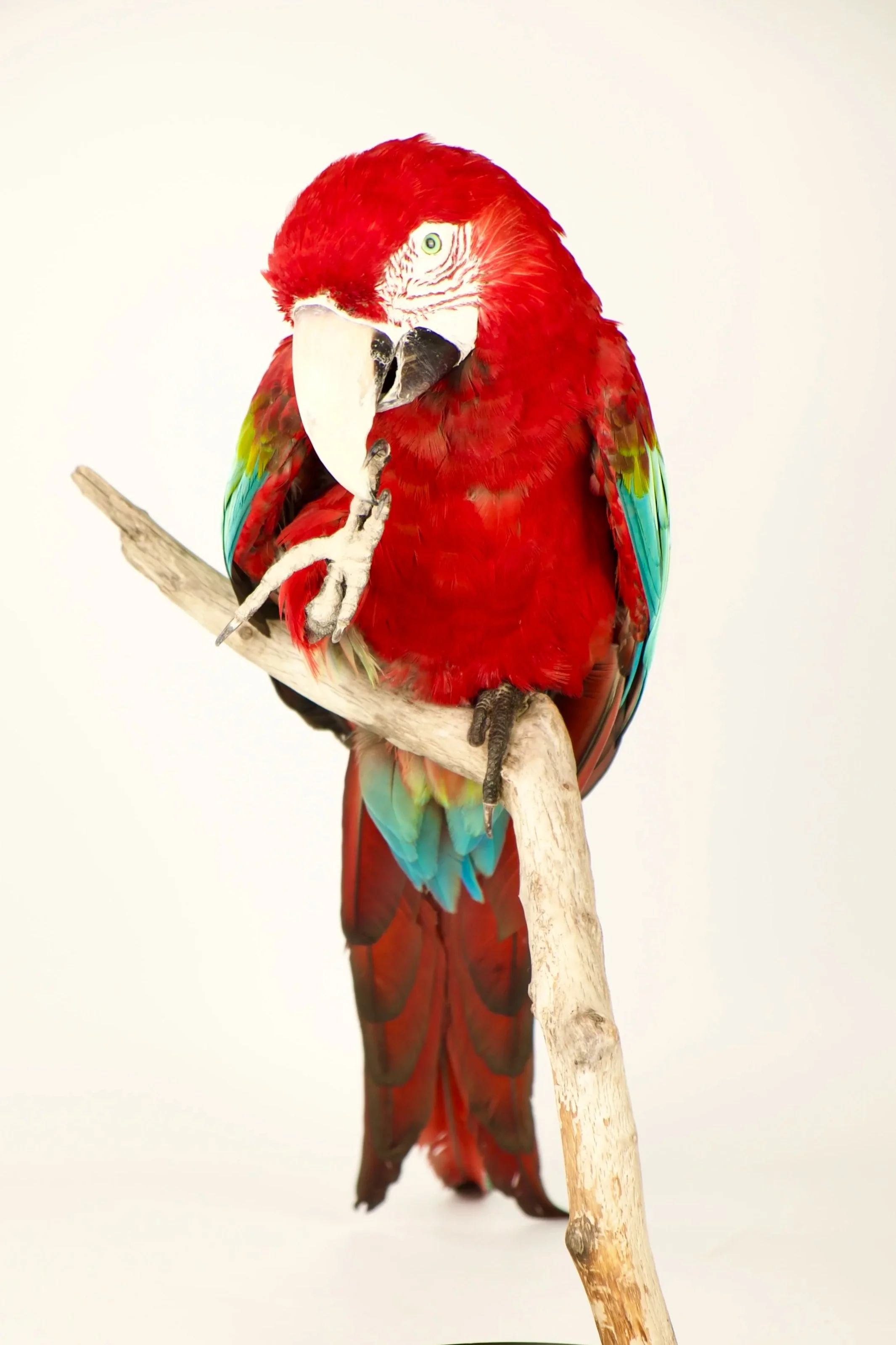 Kwalitatieve taxidermie van groenvleugel ara - unieke opgezette dieren door Katja Guilini - België