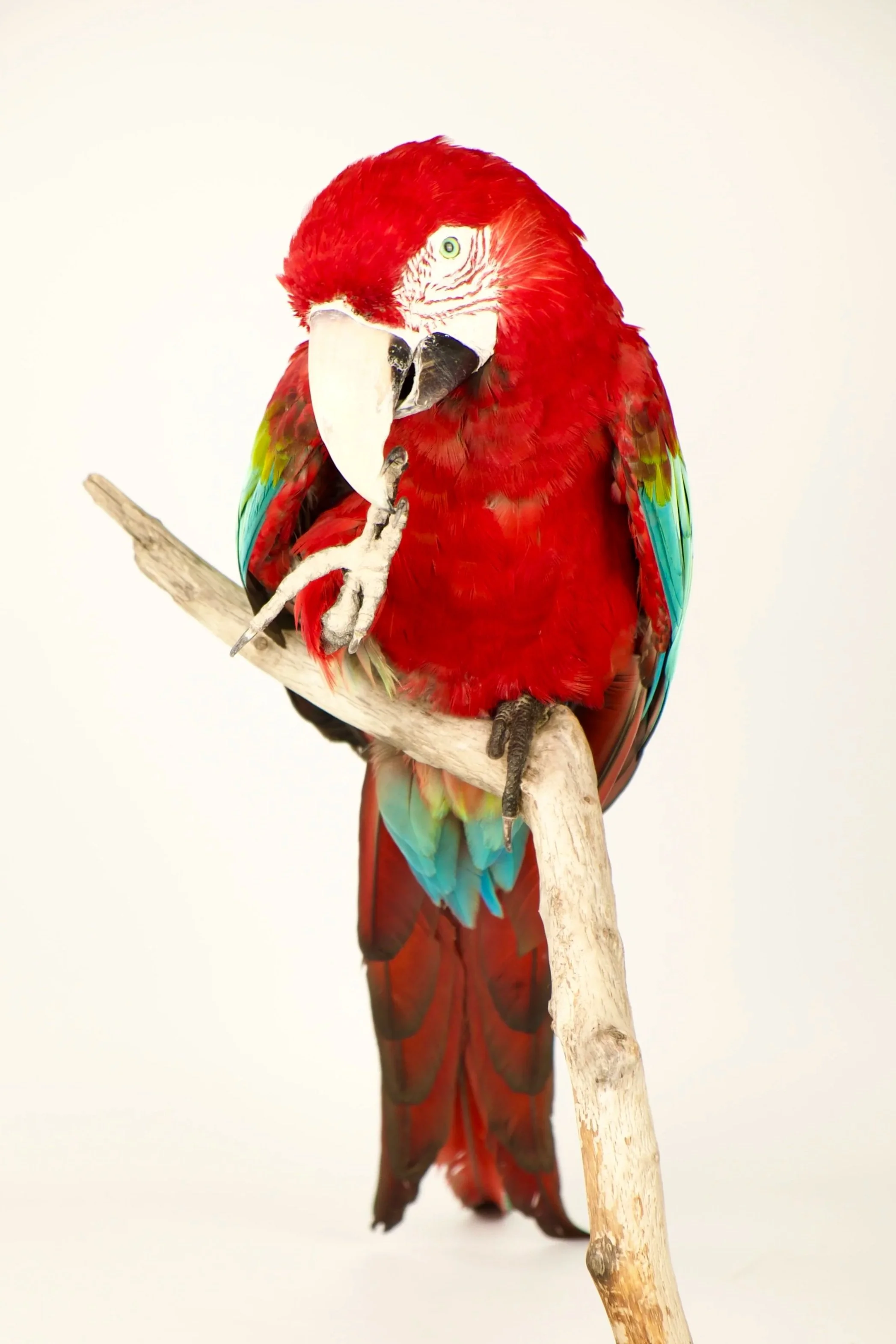 Quality taxidermy of green winged macaw - unique stuffed animals by Katja Guilini - Belgium