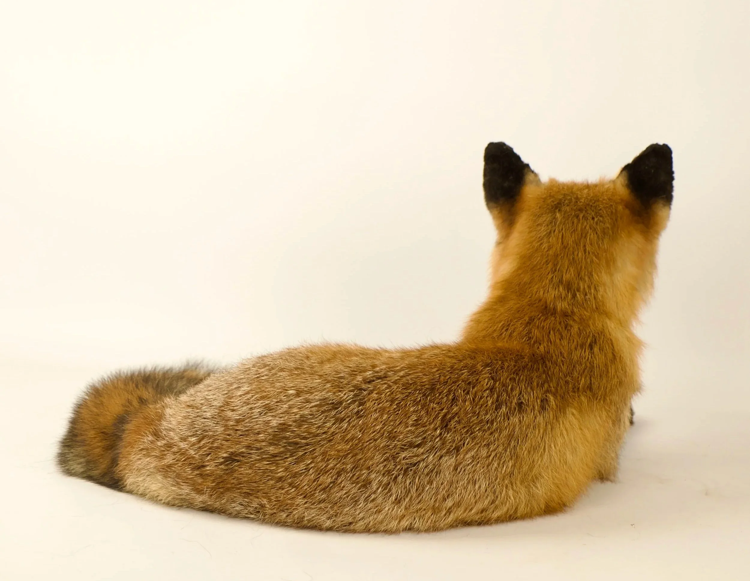 Uniek taxidermie rode vos - handgemaakt door Katja Guilini