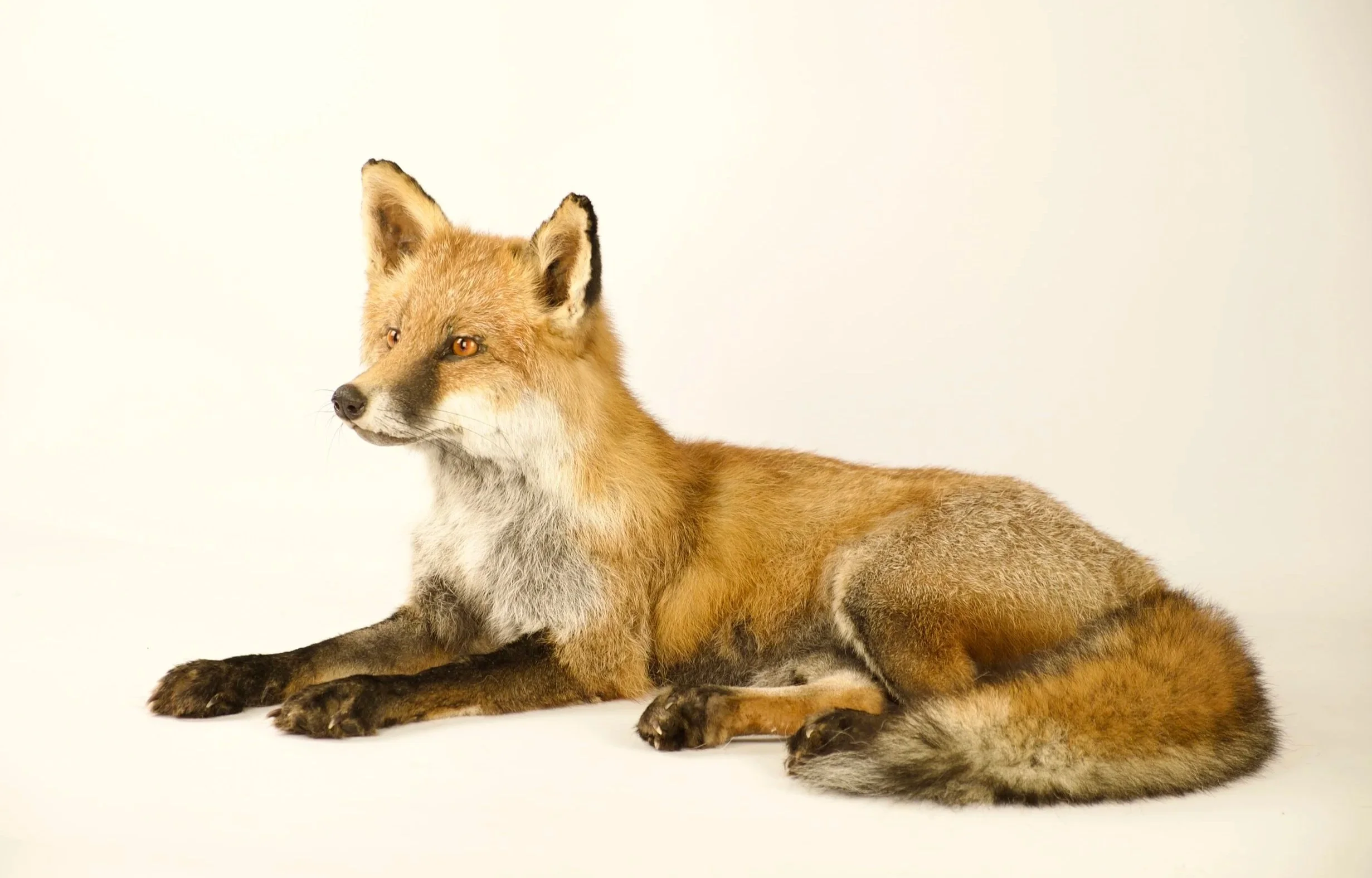 Uniek taxidermie rode vos - handgemaakt door Katja Guilini