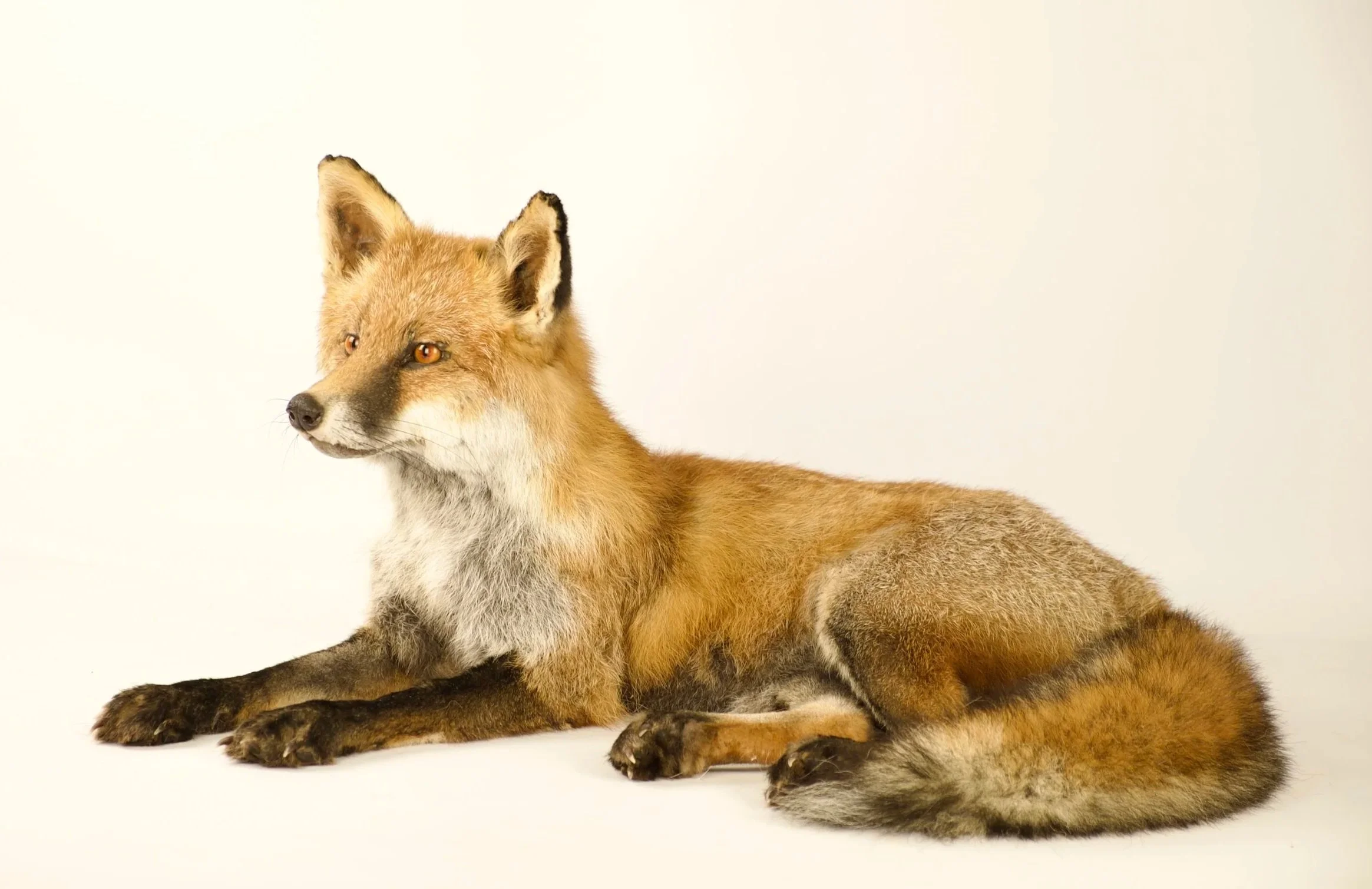 Unique taxidermy red fox - handmade by Katja Guilini