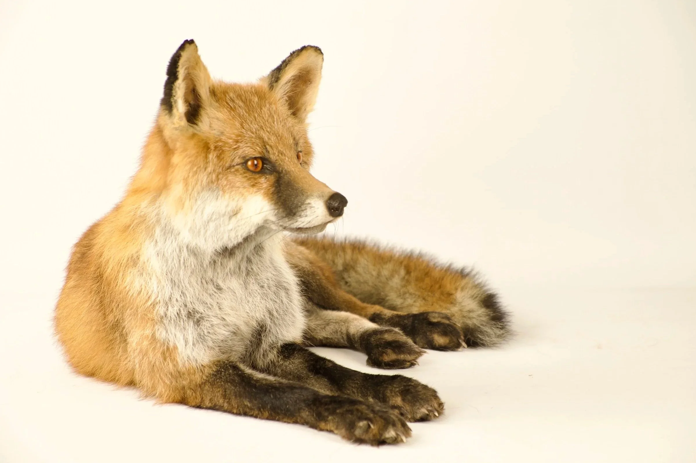 Unique taxidermy red fox - handmade by Katja Guilini