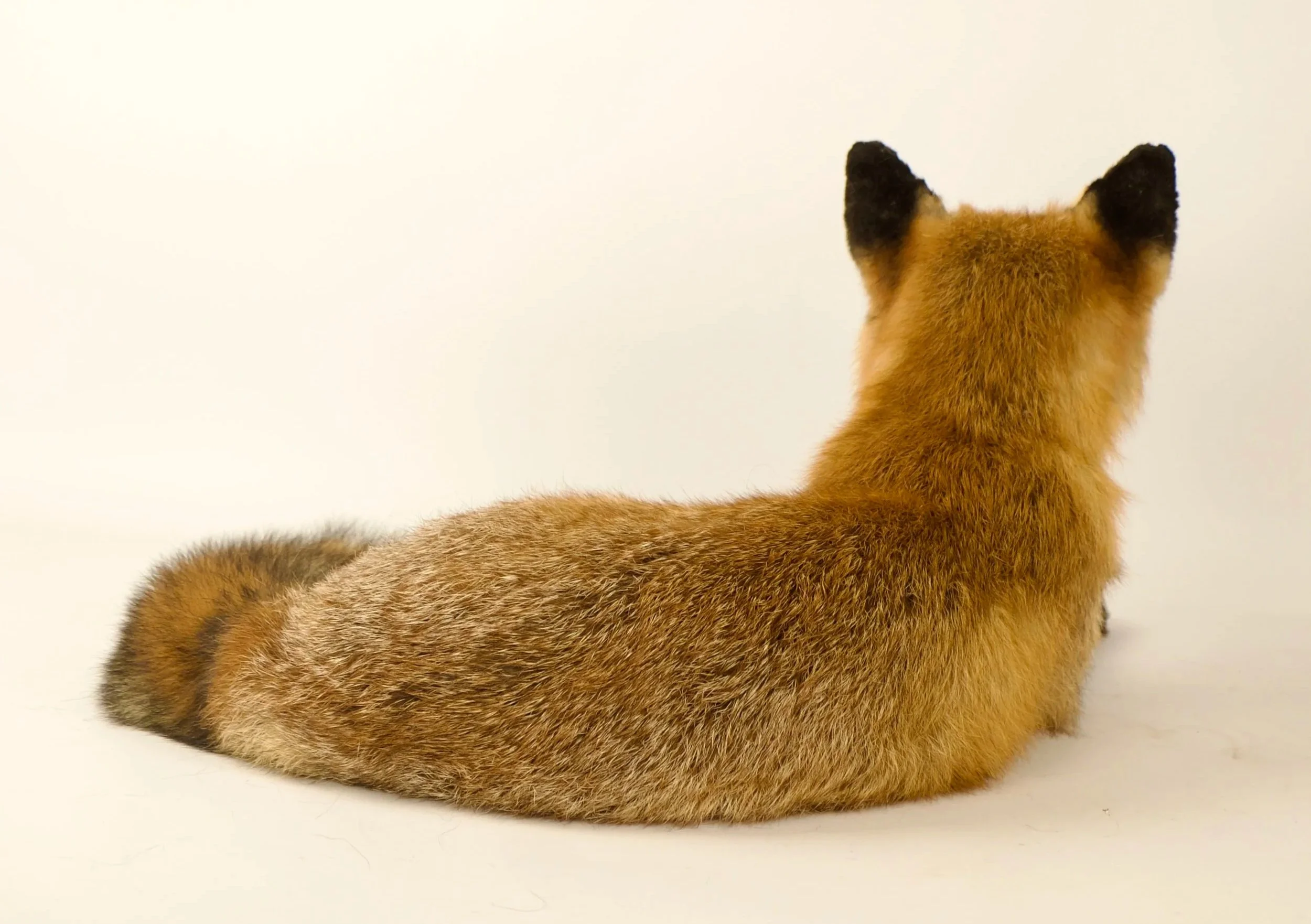 Unique taxidermy red fox - handmade by Katja Guilini