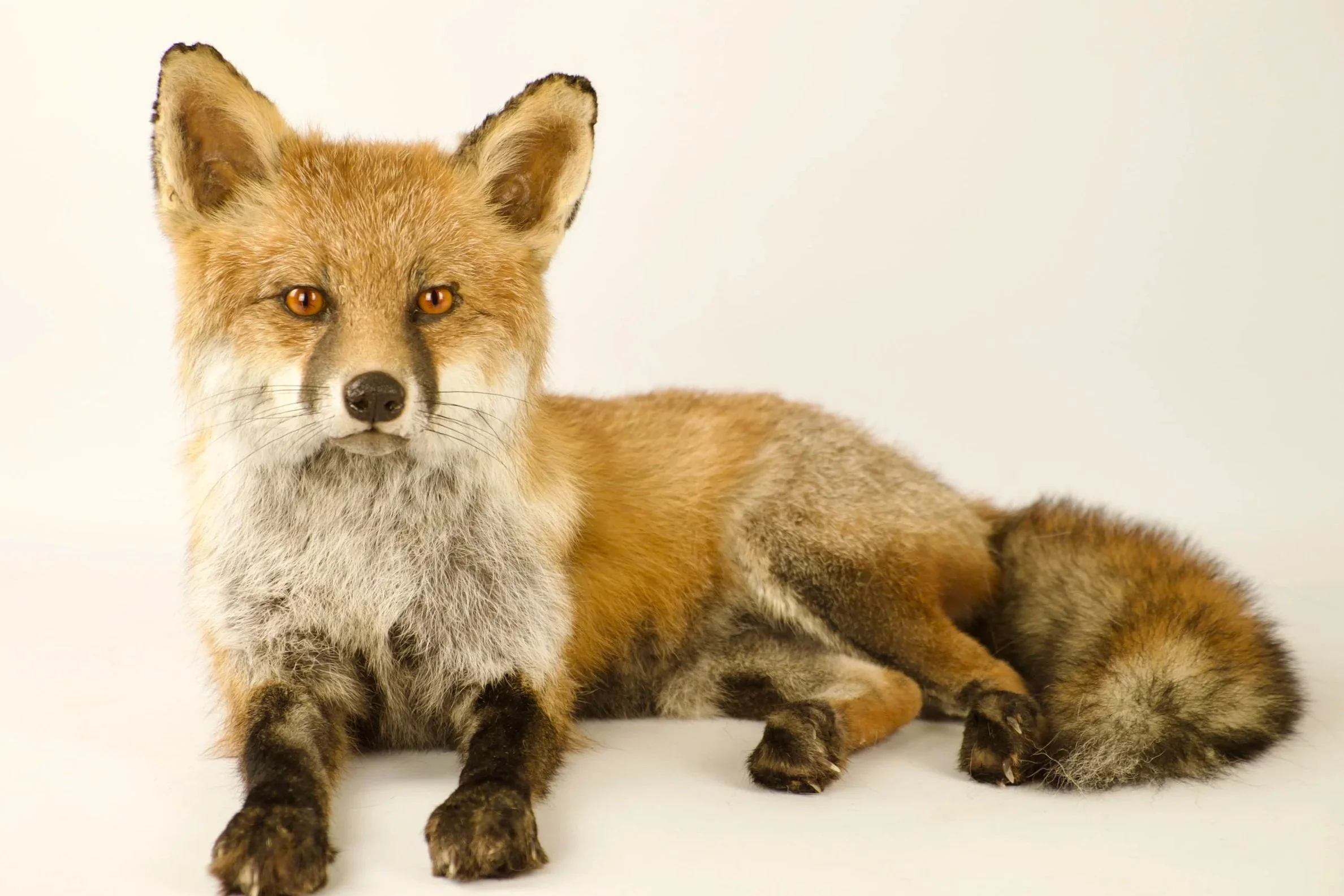 Unique taxidermy red fox - handmade by Katja Guilini