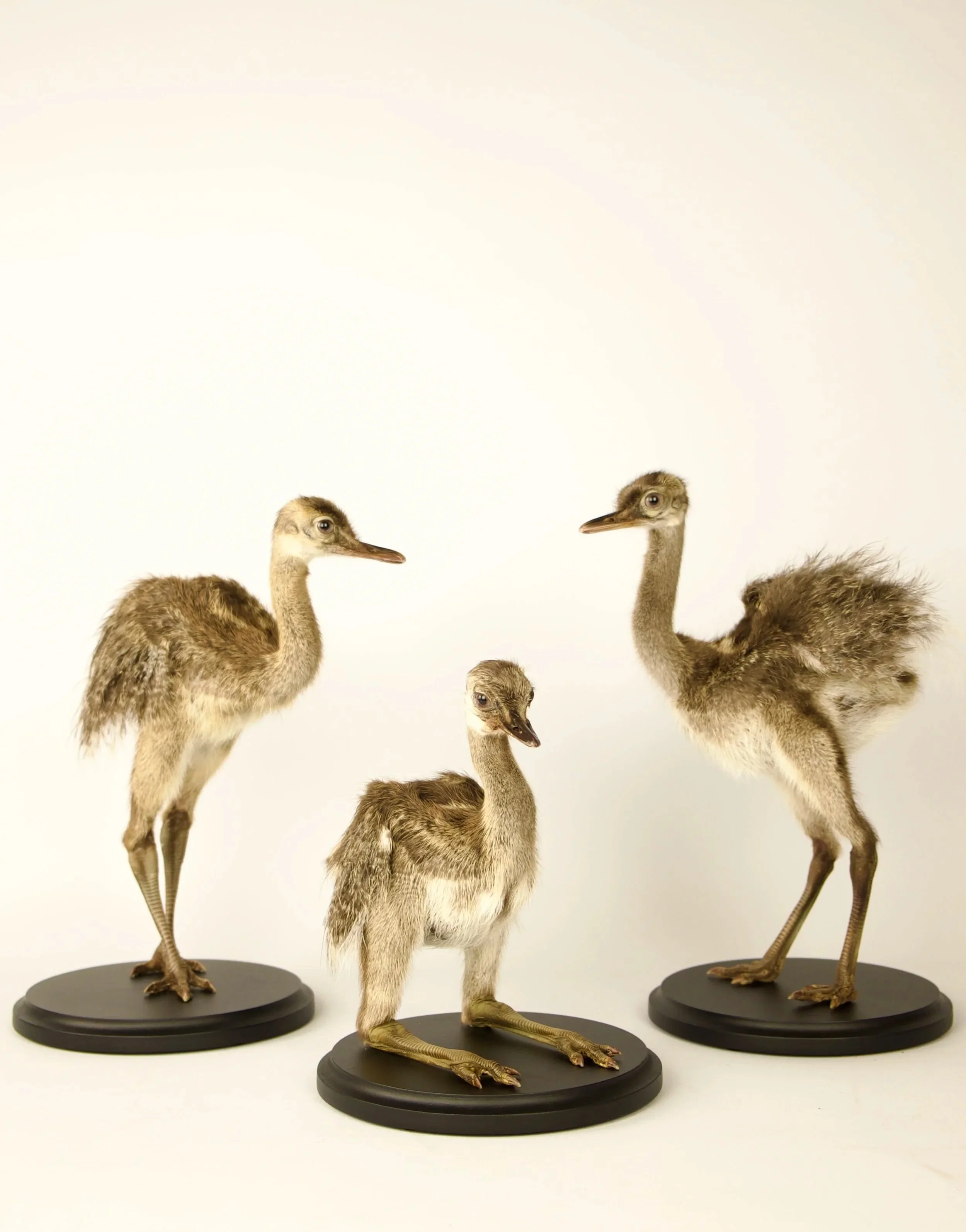Unique taxidermy rhea chick - handmade by Katja Guilini