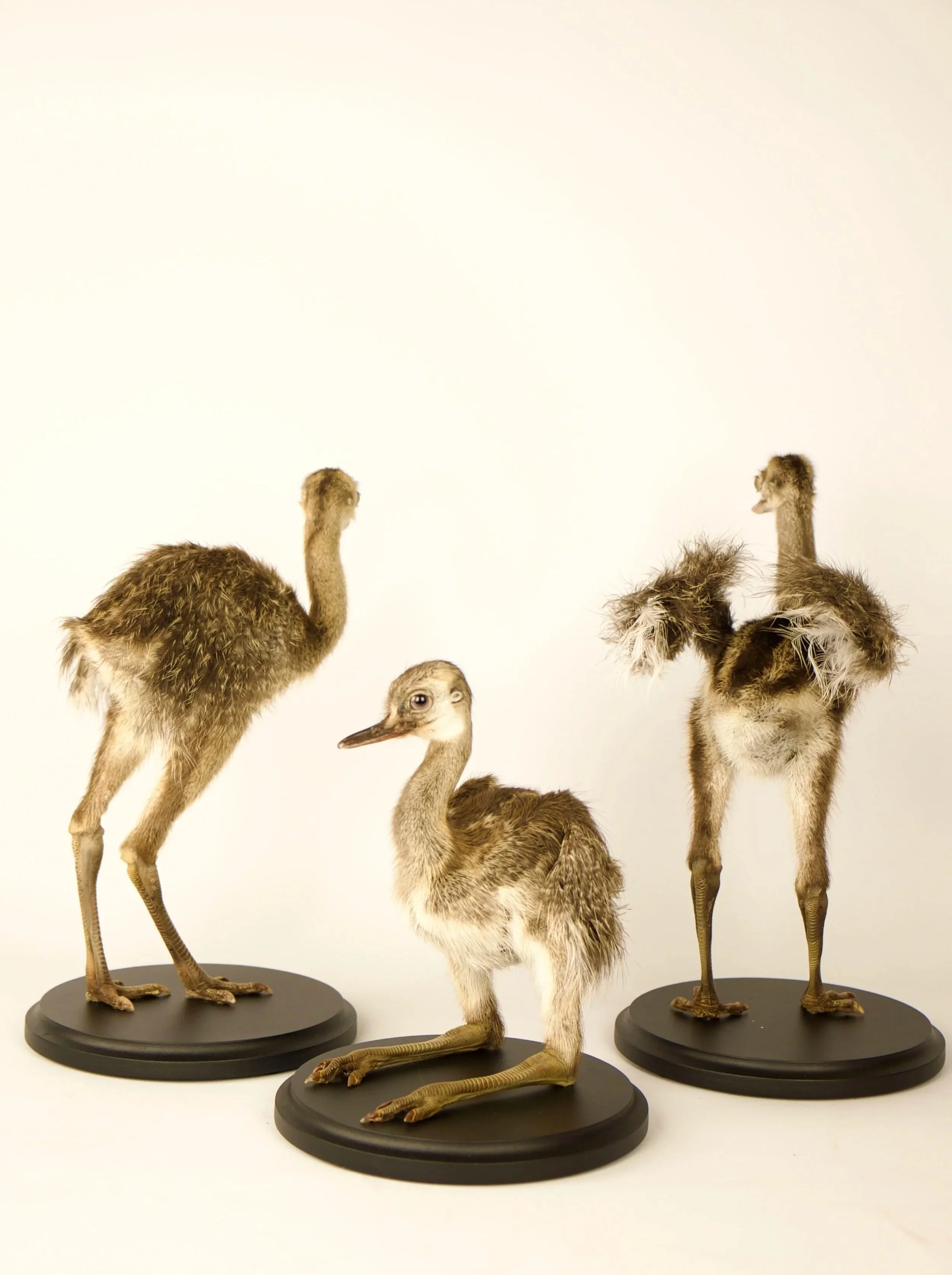 Unique taxidermy rhea chick - handmade by Katja Guilini