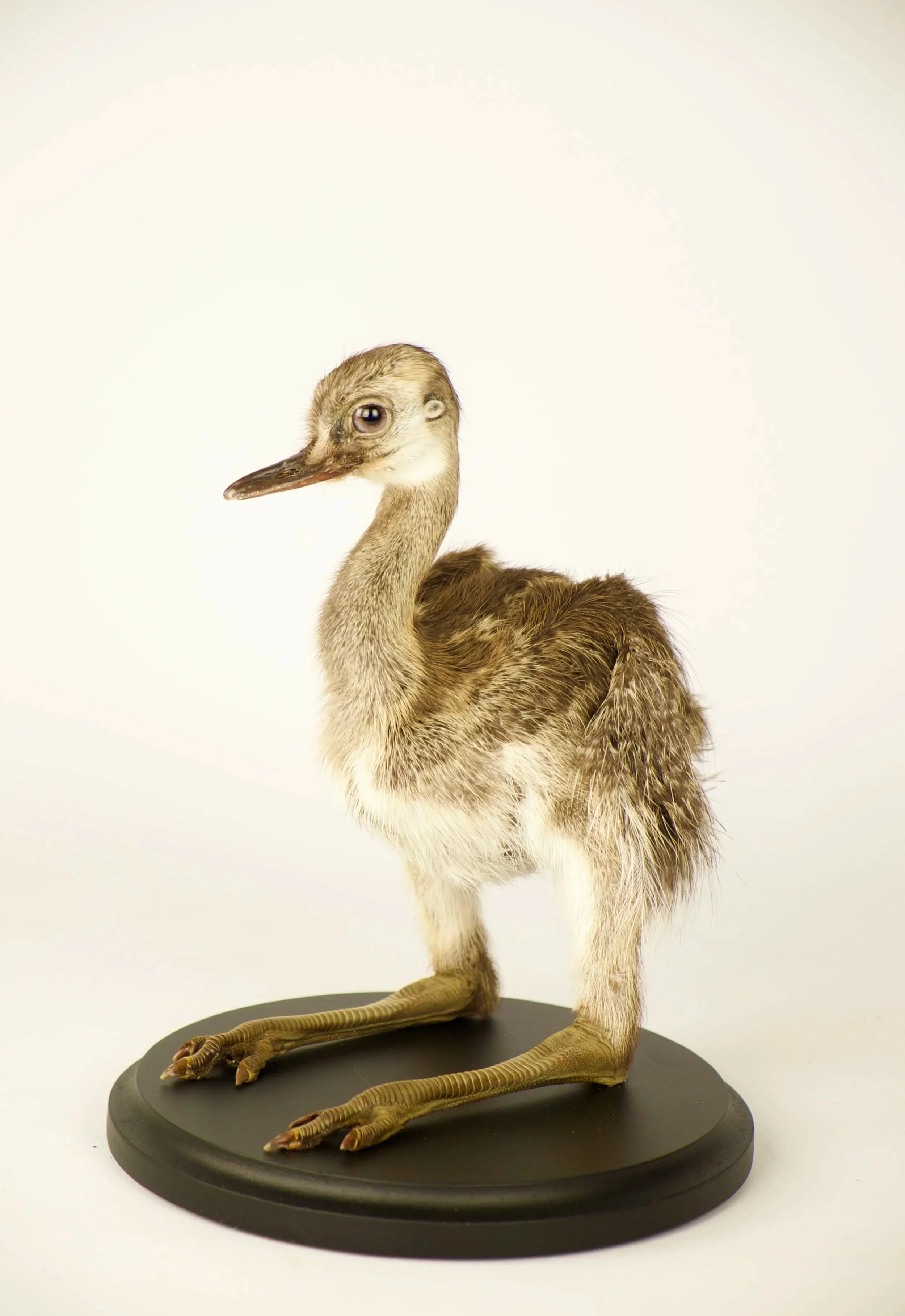 Unique taxidermy rhea chick - handmade by Katja Guilini