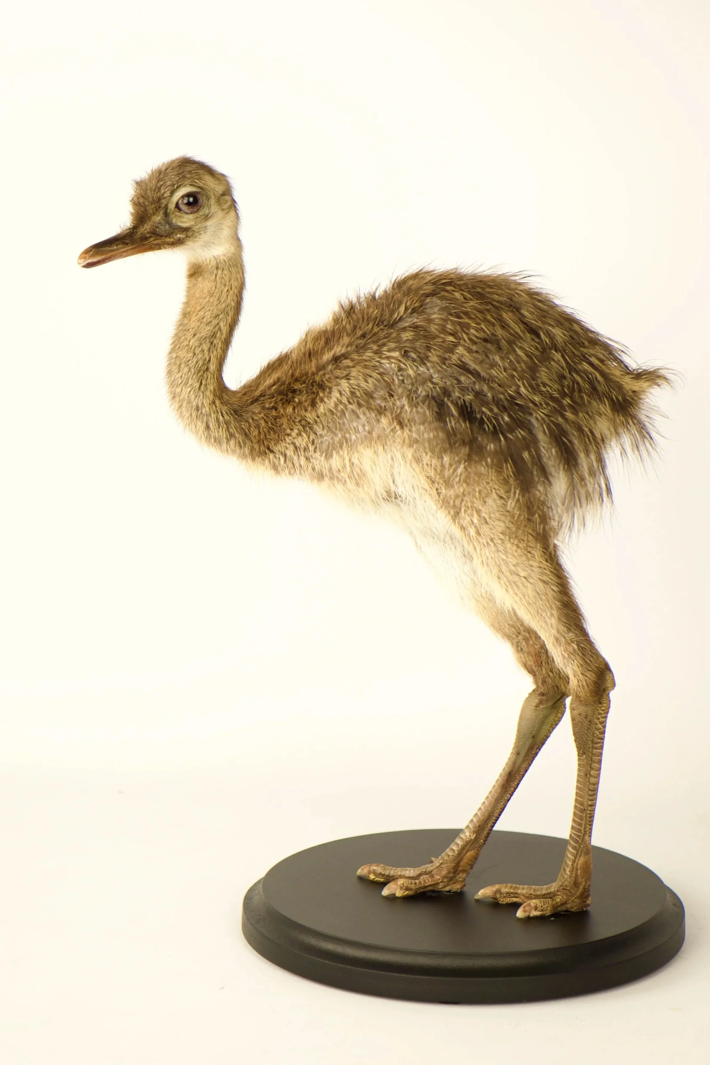 Unique taxidermy rhea chick - handmade by Katja Guilini