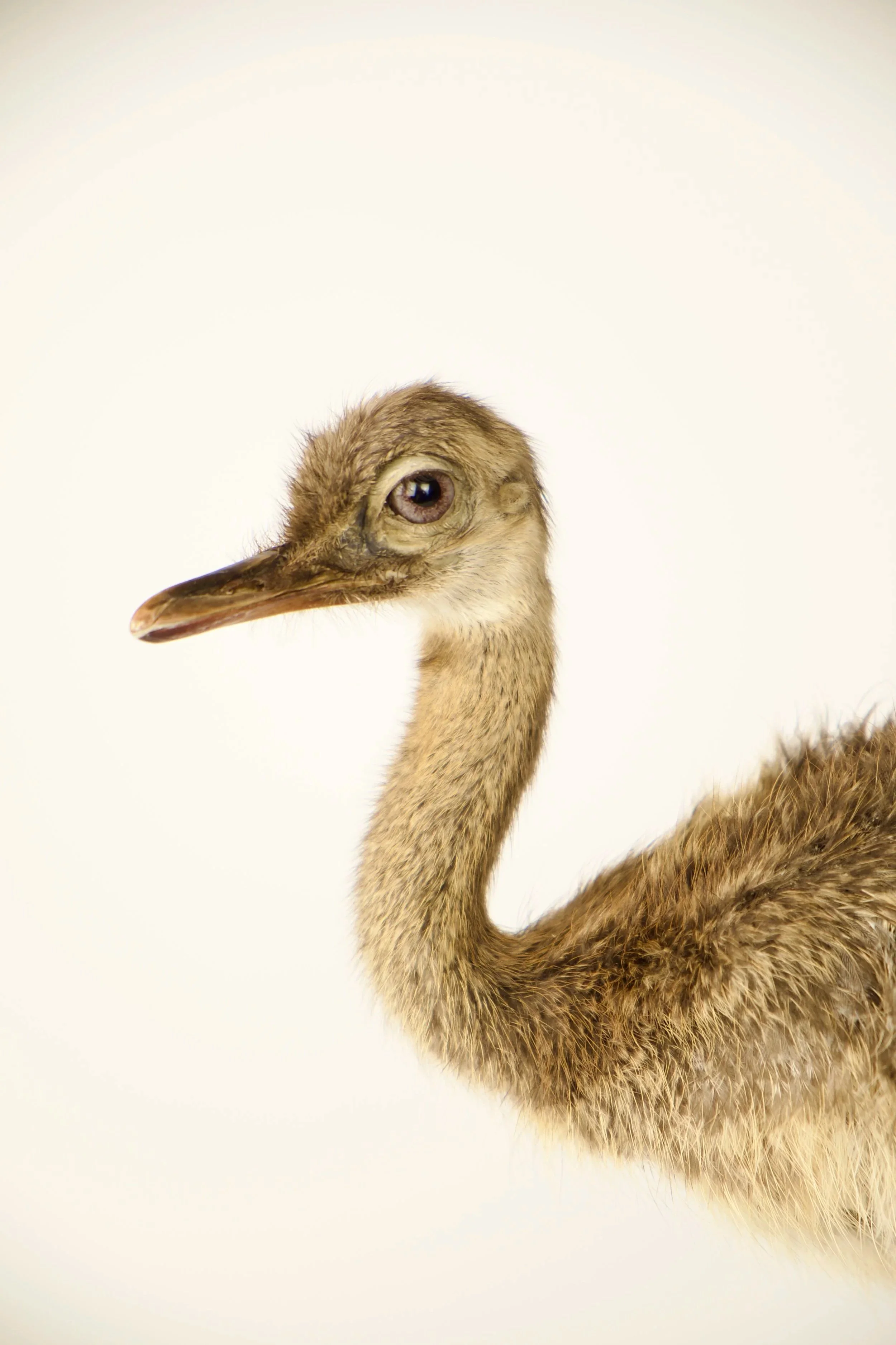 Unique taxidermy rhea chick - handmade by Katja Guilini