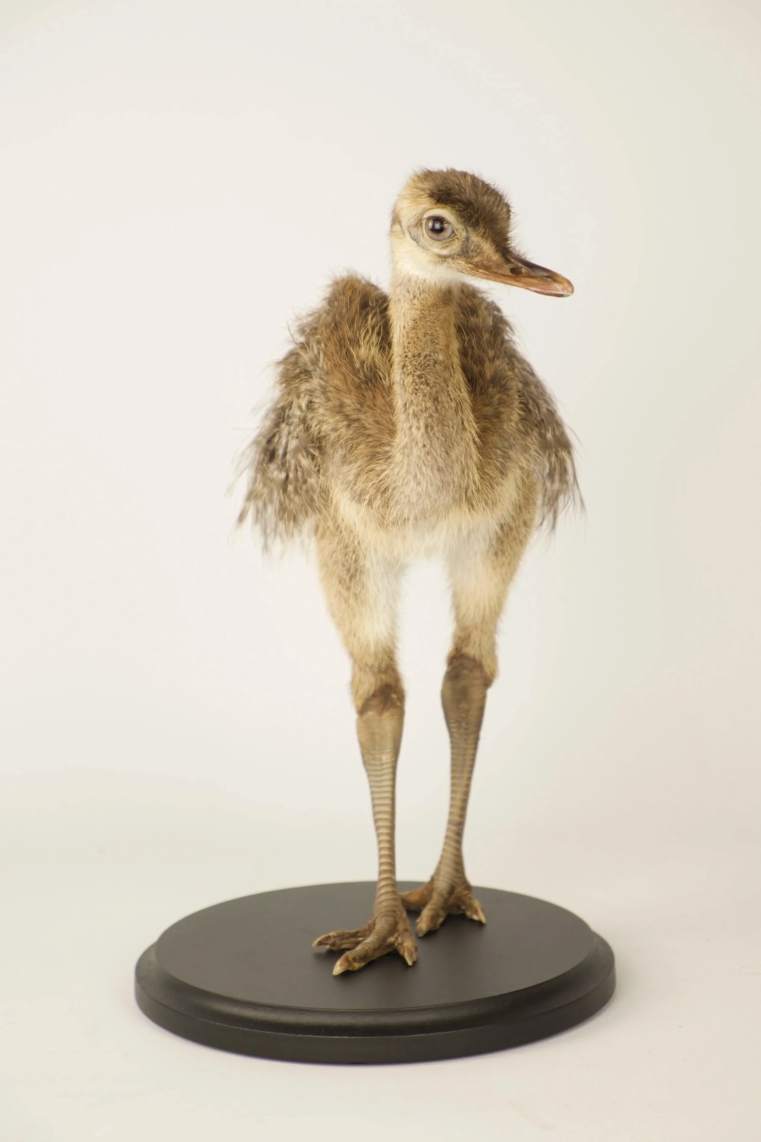 Unique taxidermy rhea chick - handmade by Katja Guilini