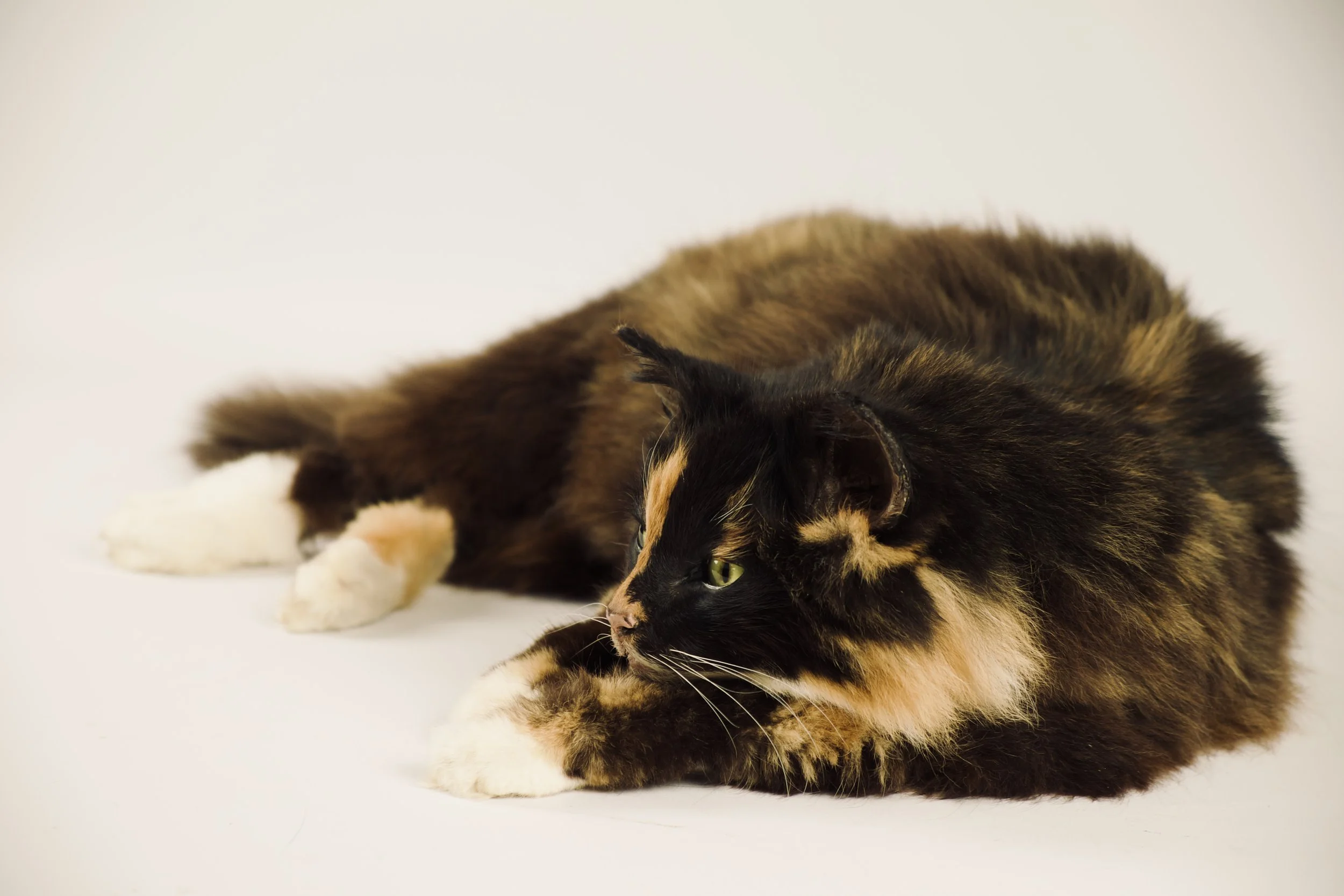 The Body as a Relic: The Comforting Power of Taxidermy