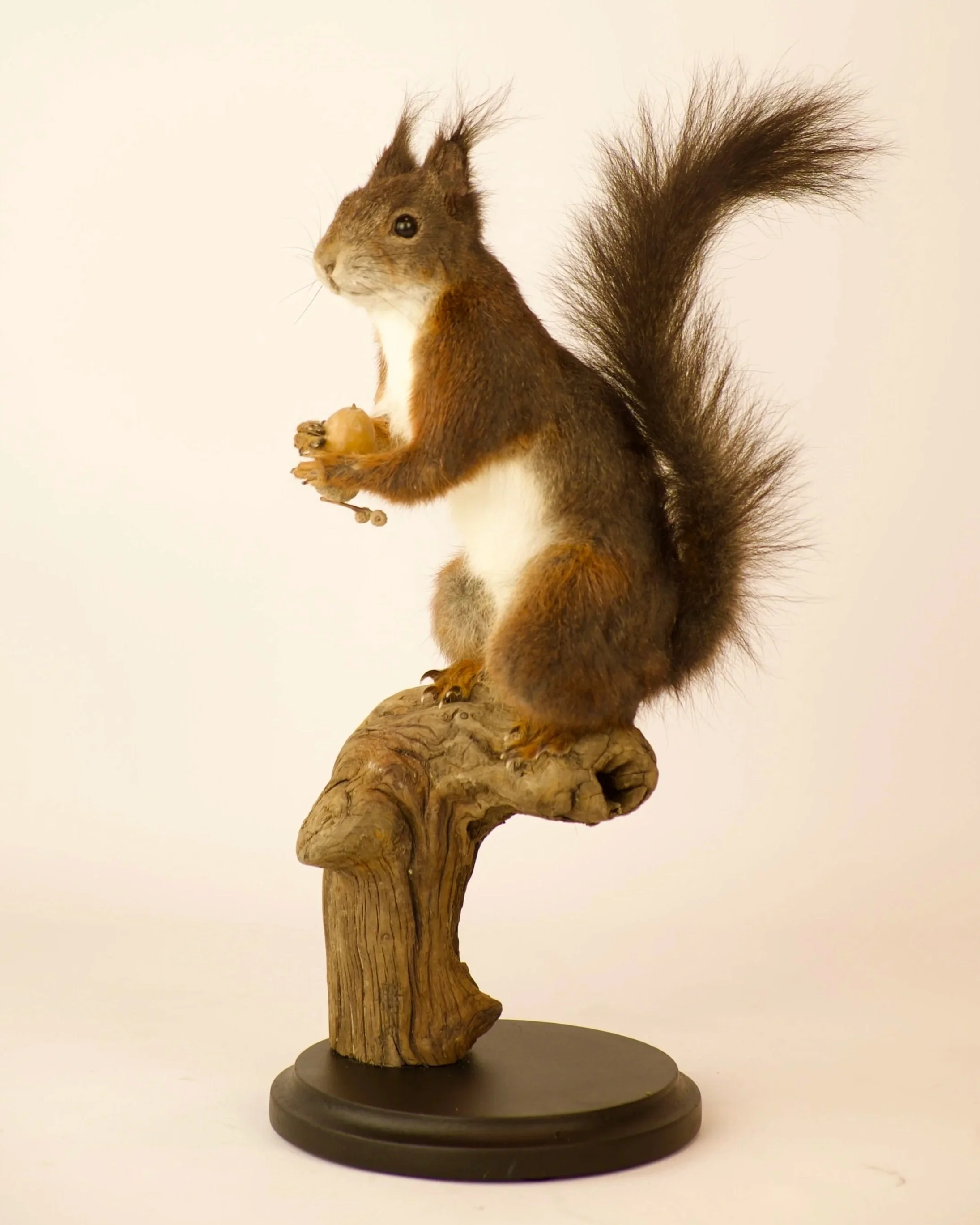 Artistieke taxidermie van schattige eekhoorn met eikeltje - unieke opgezette dieren door Katja Guilini - België